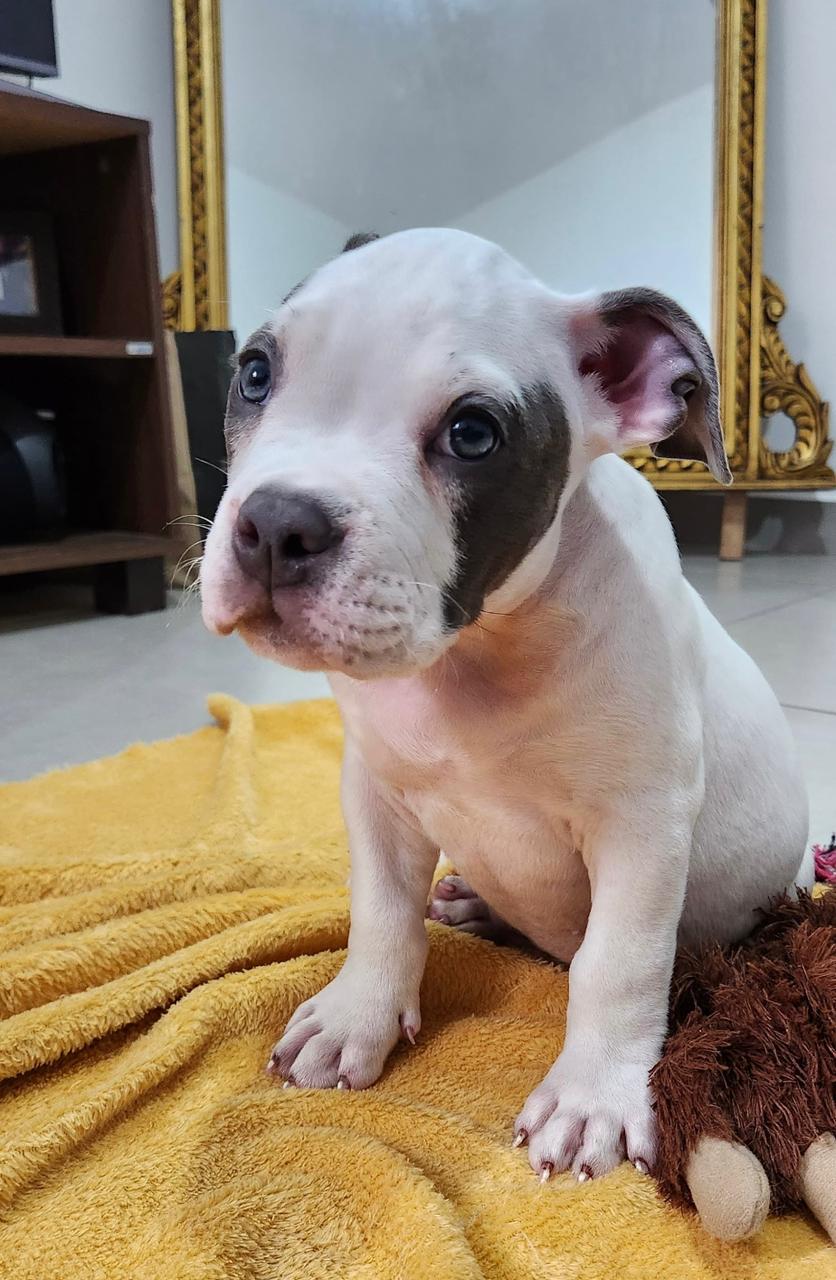 Filhote de American Bully Pocket - Foto 1