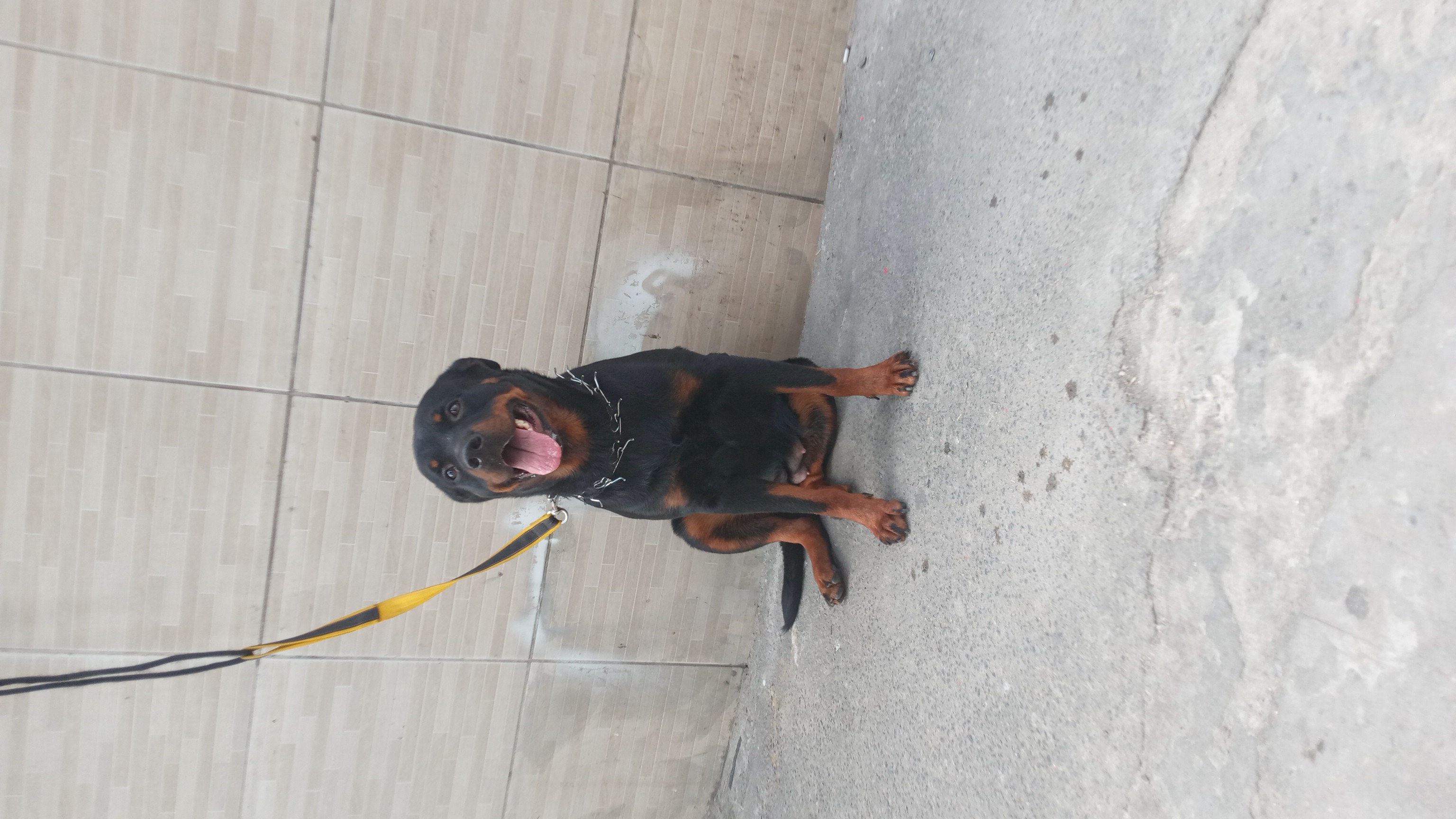 Portal Vendocão Vendo rottweiler fêmea 1 ano e 3 meses próxima do cio Recife 