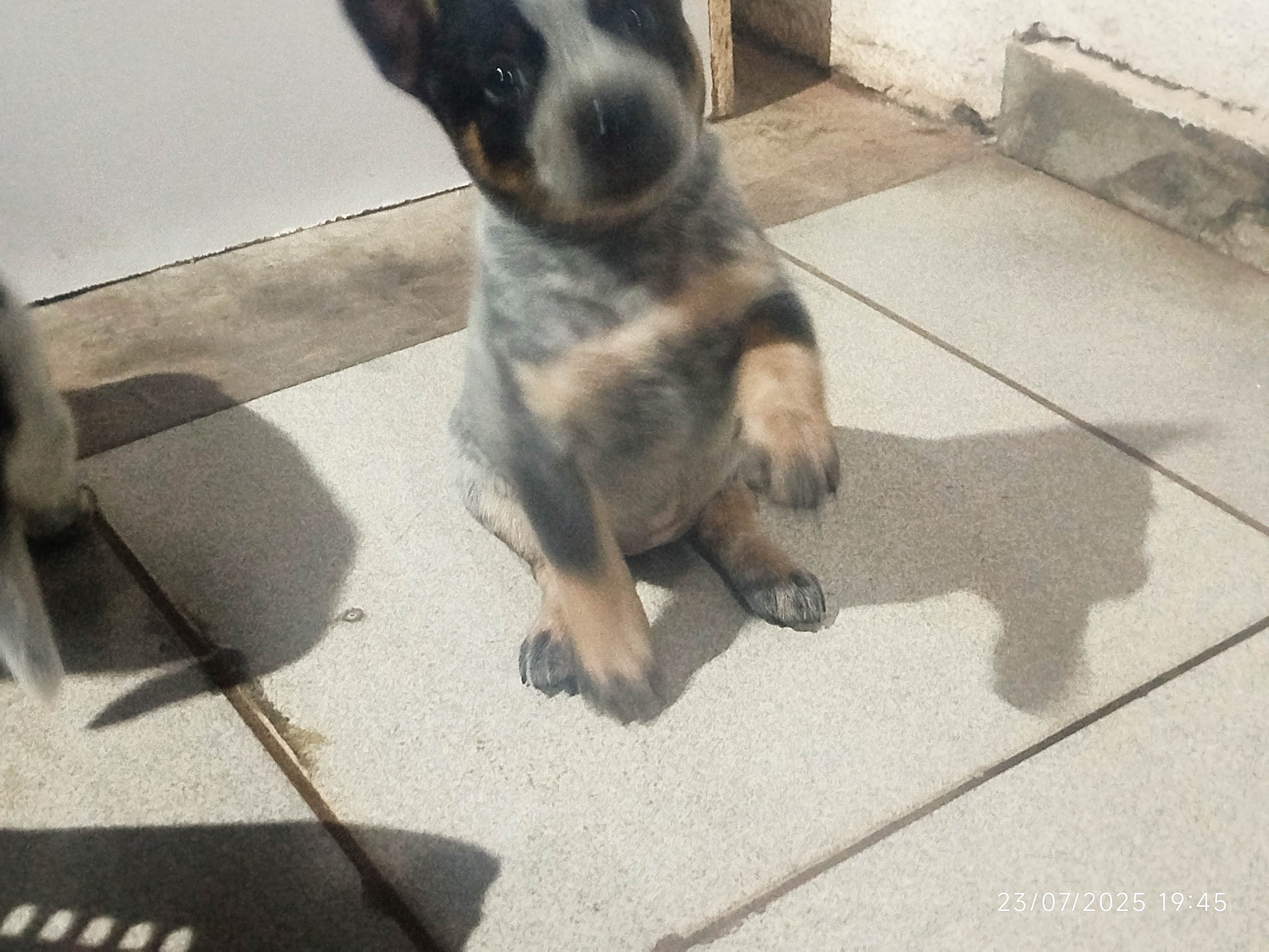 Portal Vendocão Filhotes BLUE heeler  Campo Grande