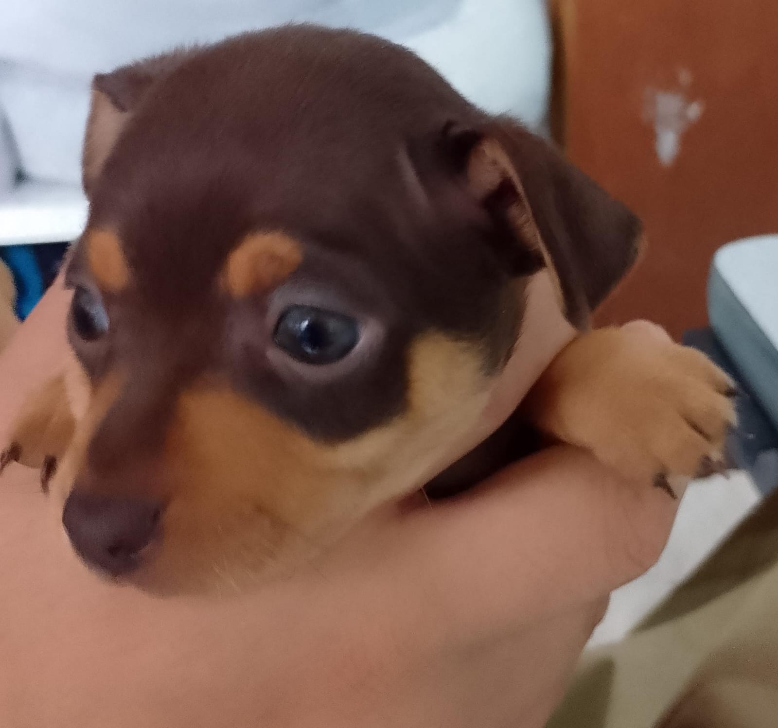 Pinscher 0 - Foto 1