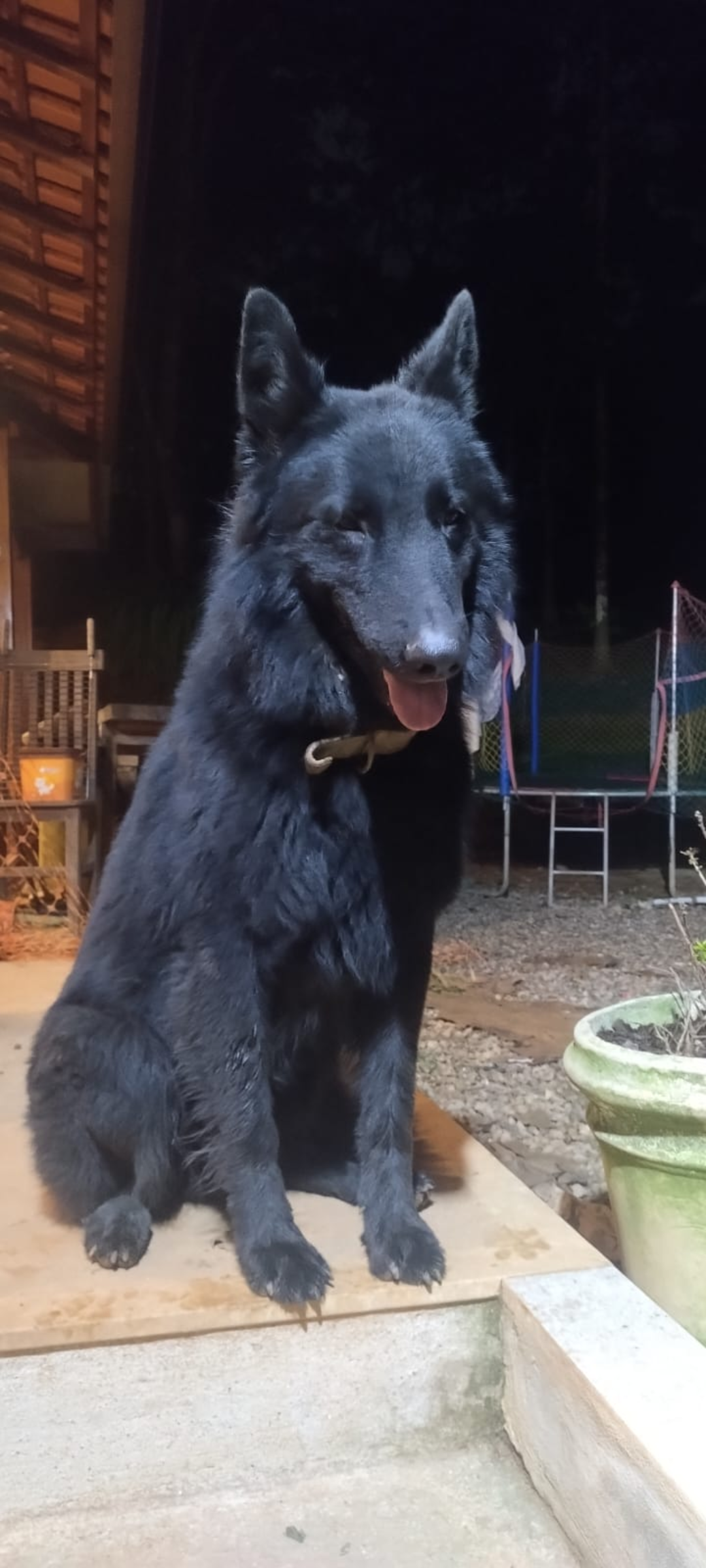 Portal Vendocão Pastor Belga de Groenendael  Macaé