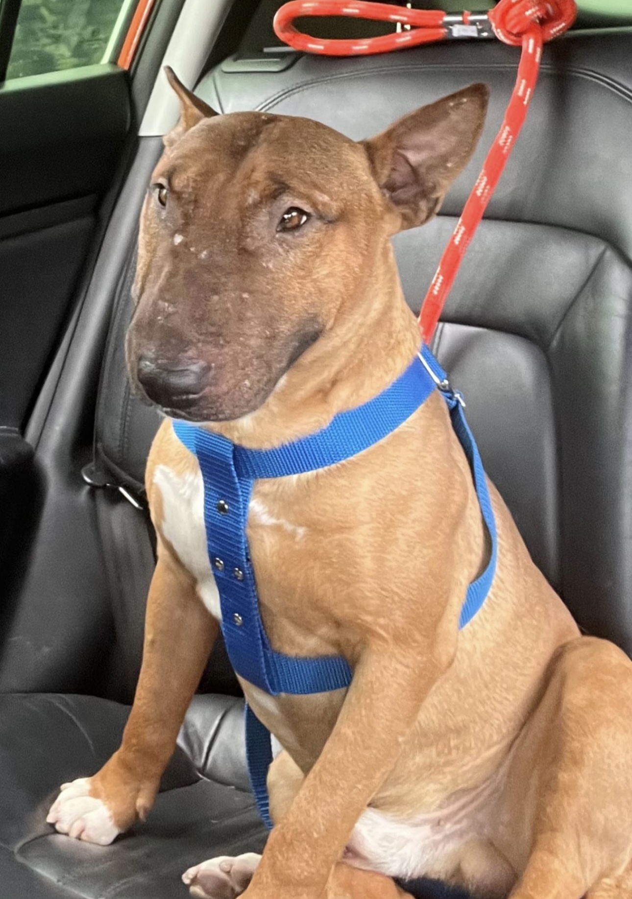 Portal Vendocão Bull Terrier filhote 9meses Pinhais