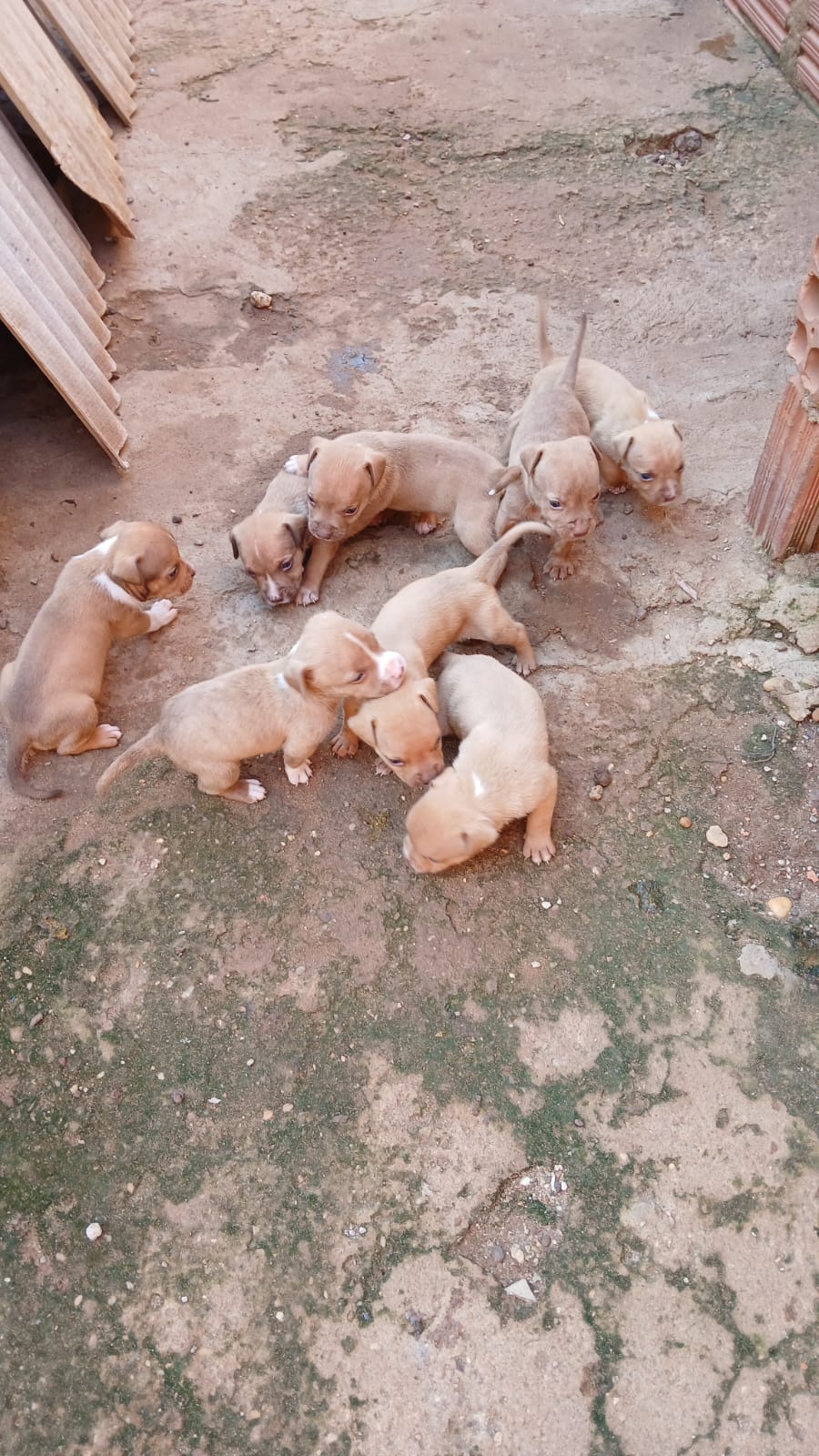 Portal Vendocão Vendo cães de raça. Pitbull  Palmas