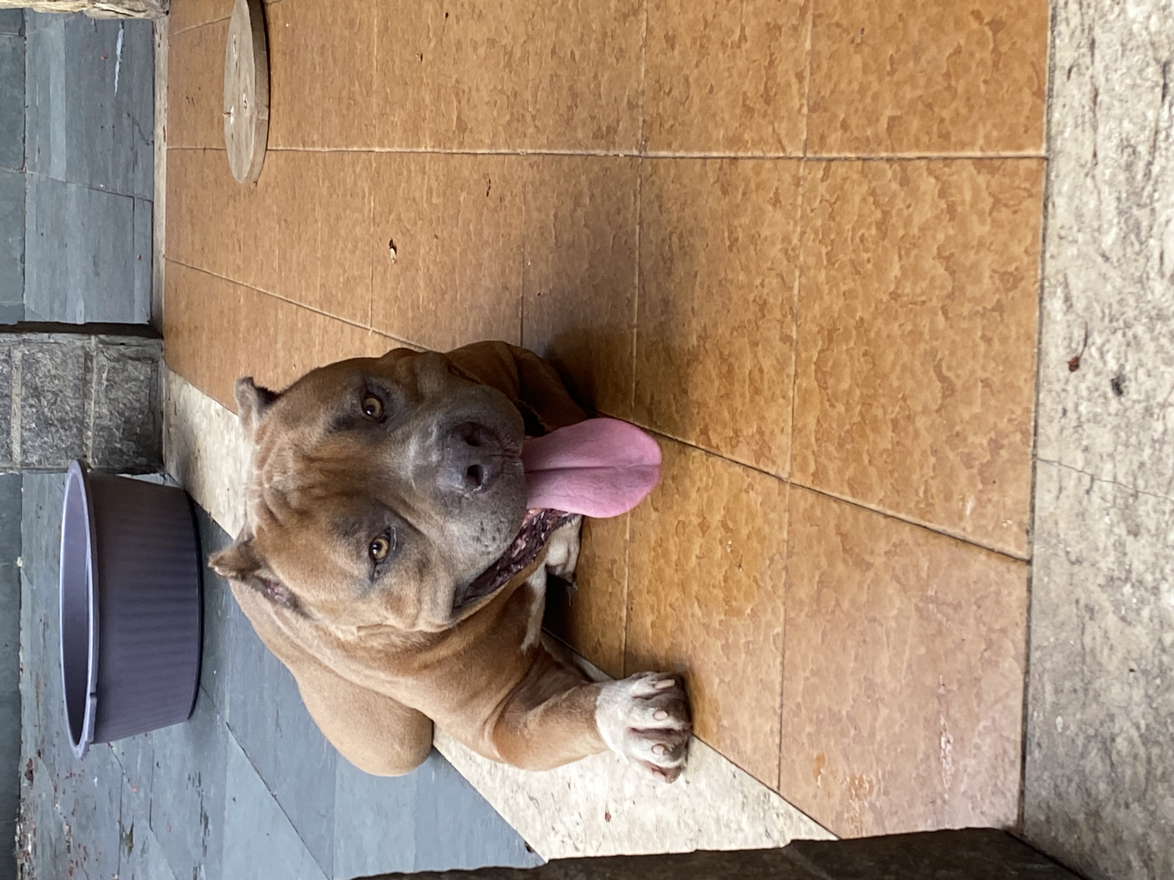 Portal Vendocão American Bully  Duque de Caxias 
