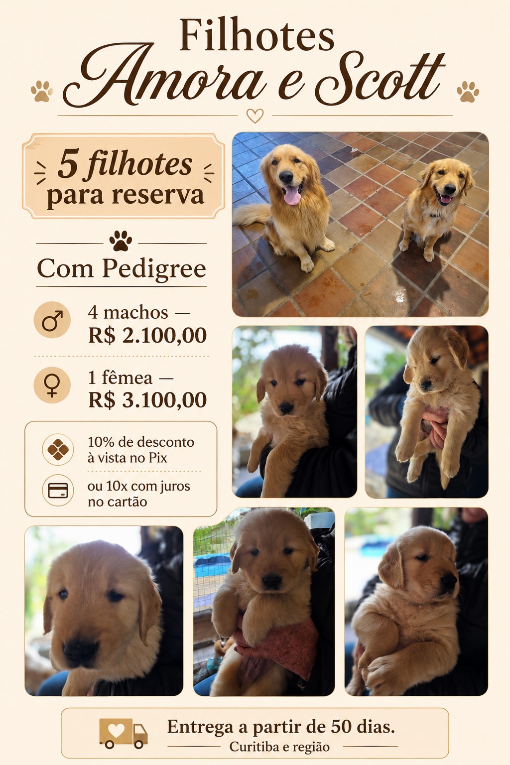 Golden Retriever - Foto 4
