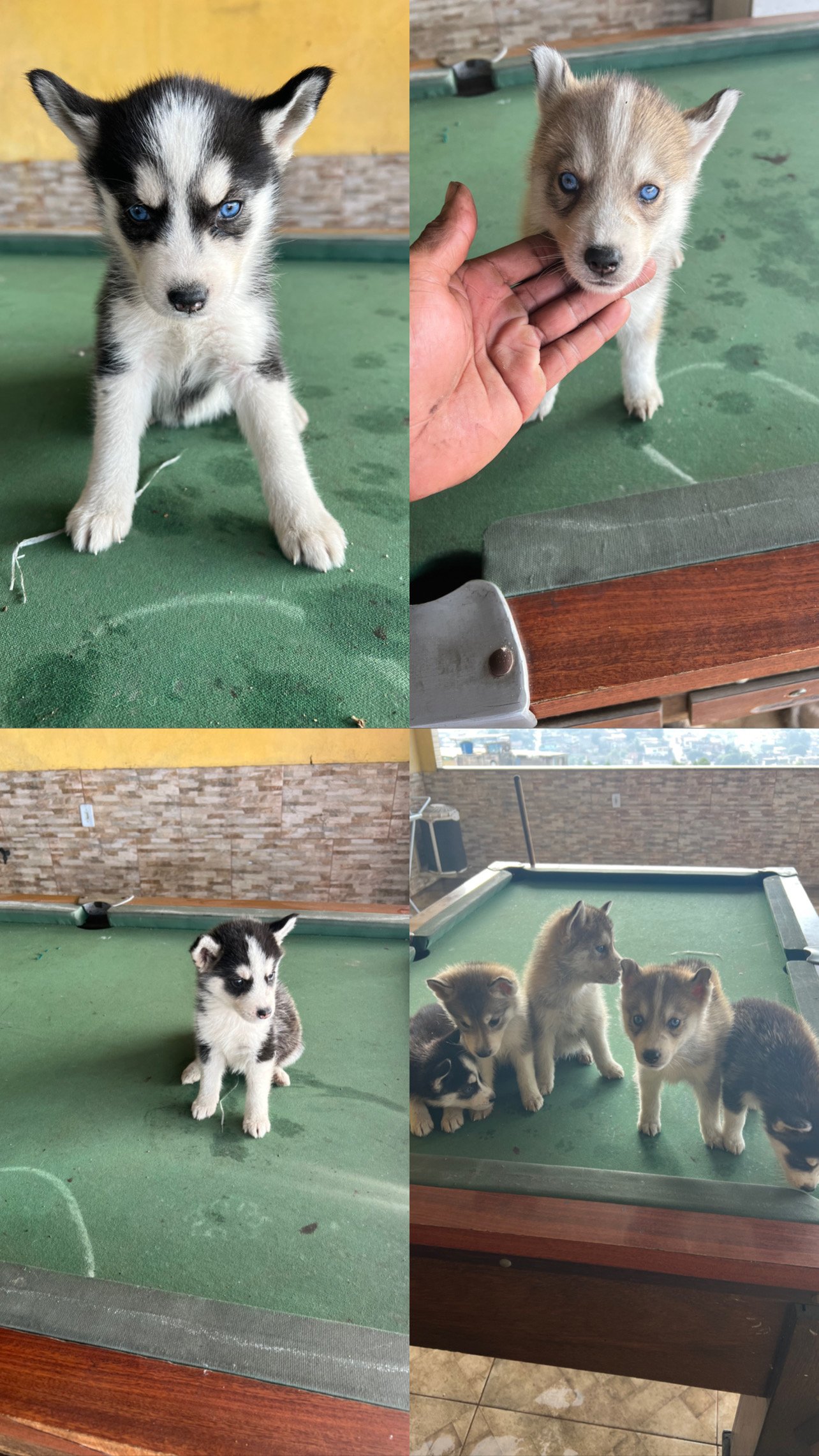 Venda cão  - Foto 1
