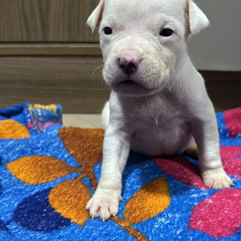 Filhotes 24 dias american bully