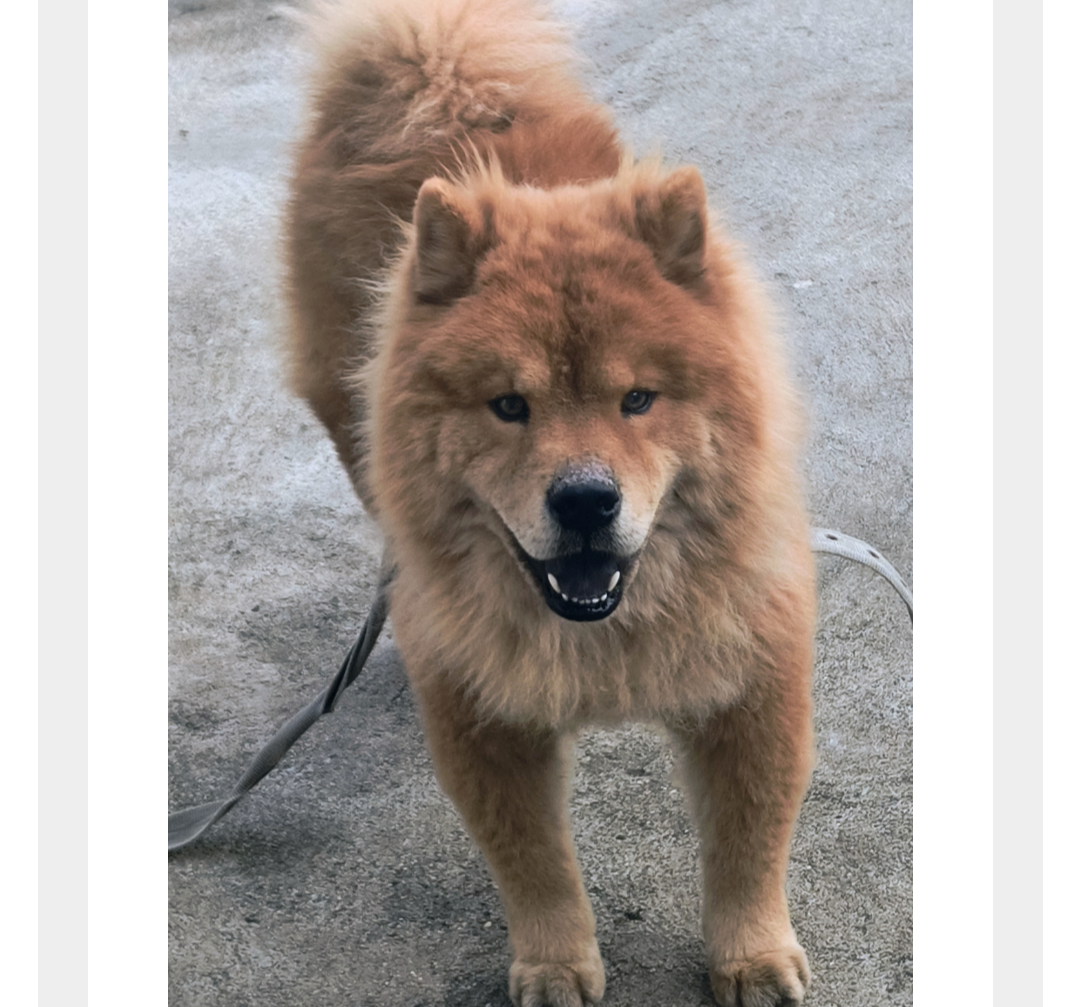Portal Vendocão Chow Chow  Limoeiro