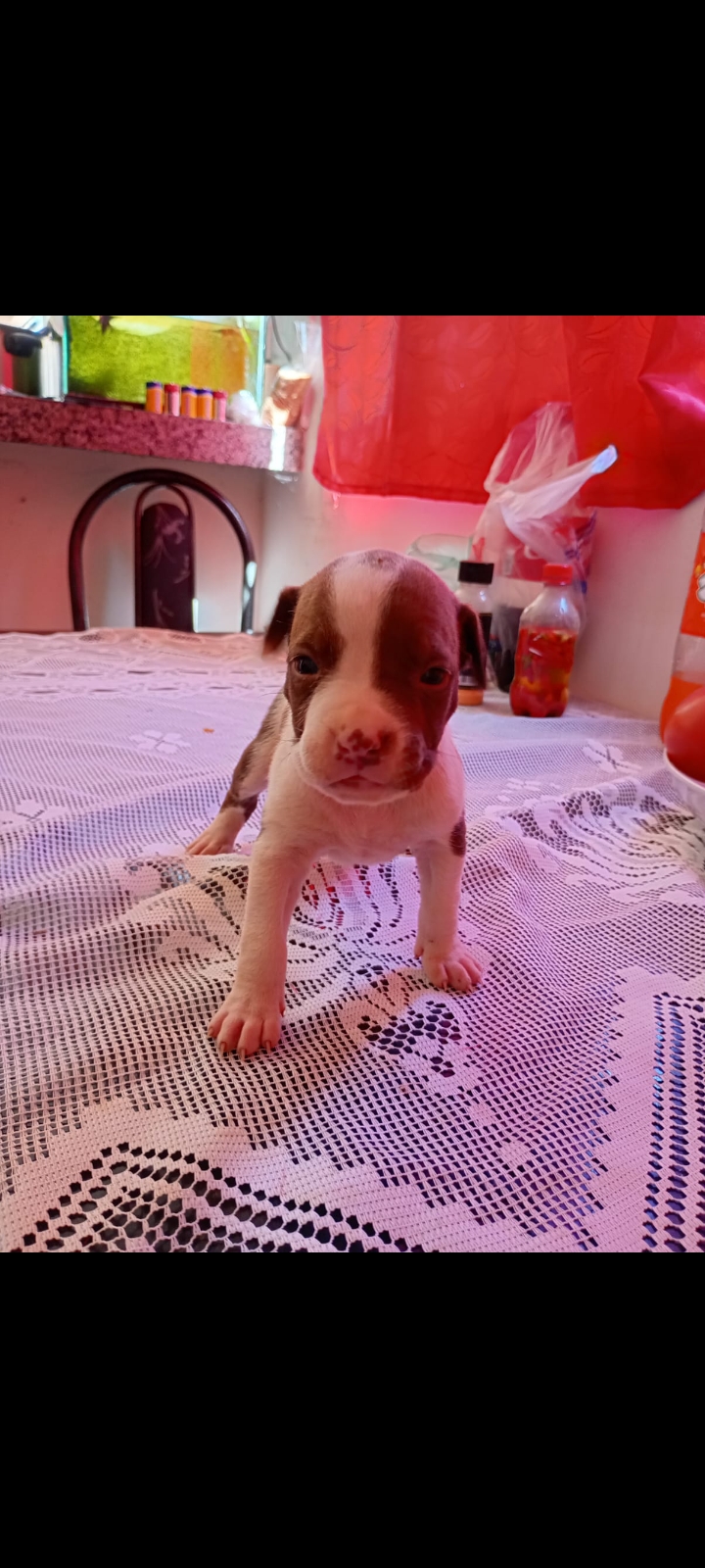 Portal Vendocão Vendo filhotes de Pitbull , 36 dias de vida já está comendo ração, já estão vermifugados Aparecida de Goiânia