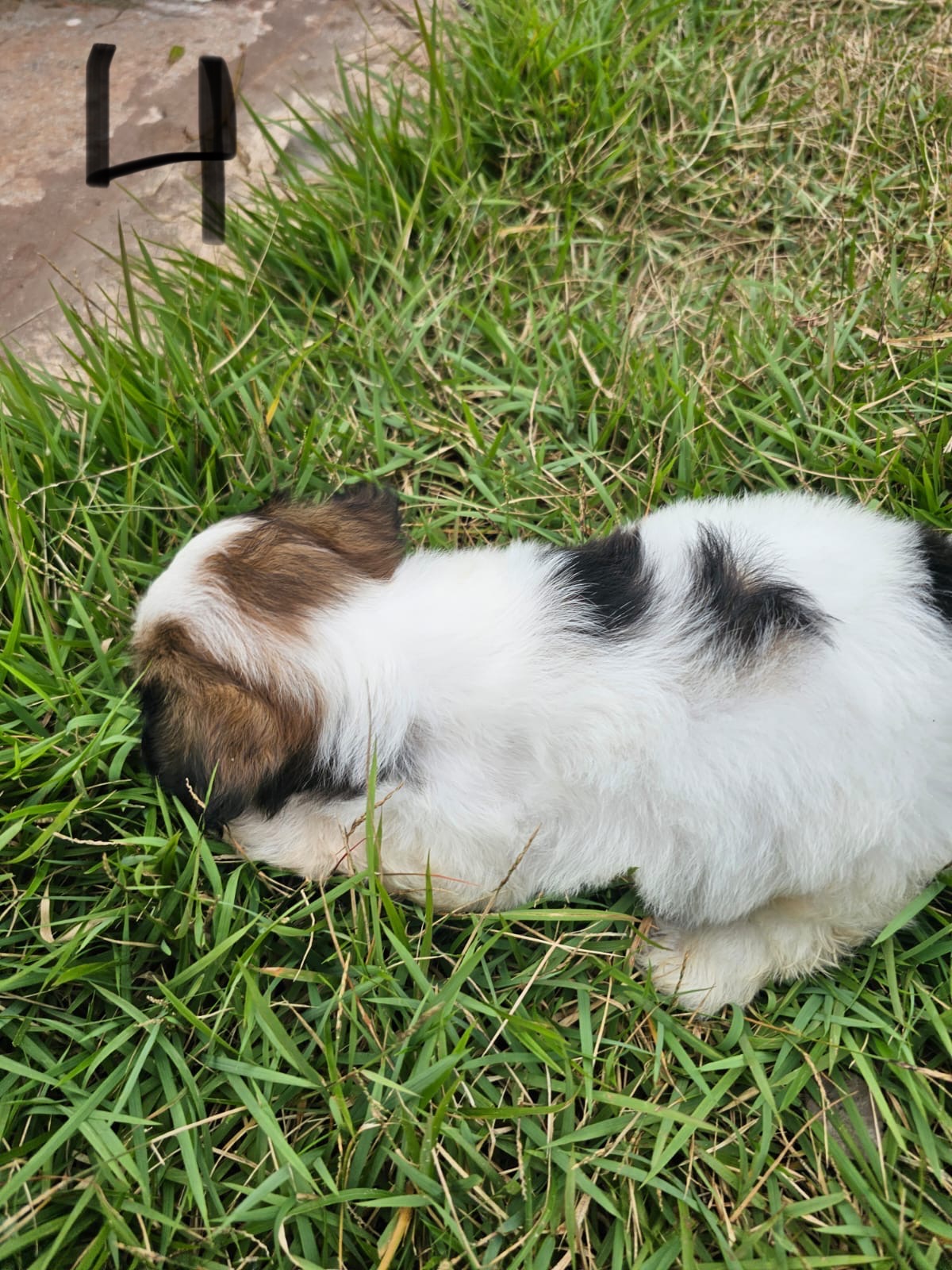 Portal Vendocão Vendo filhote de Shih Tzu Marituba 