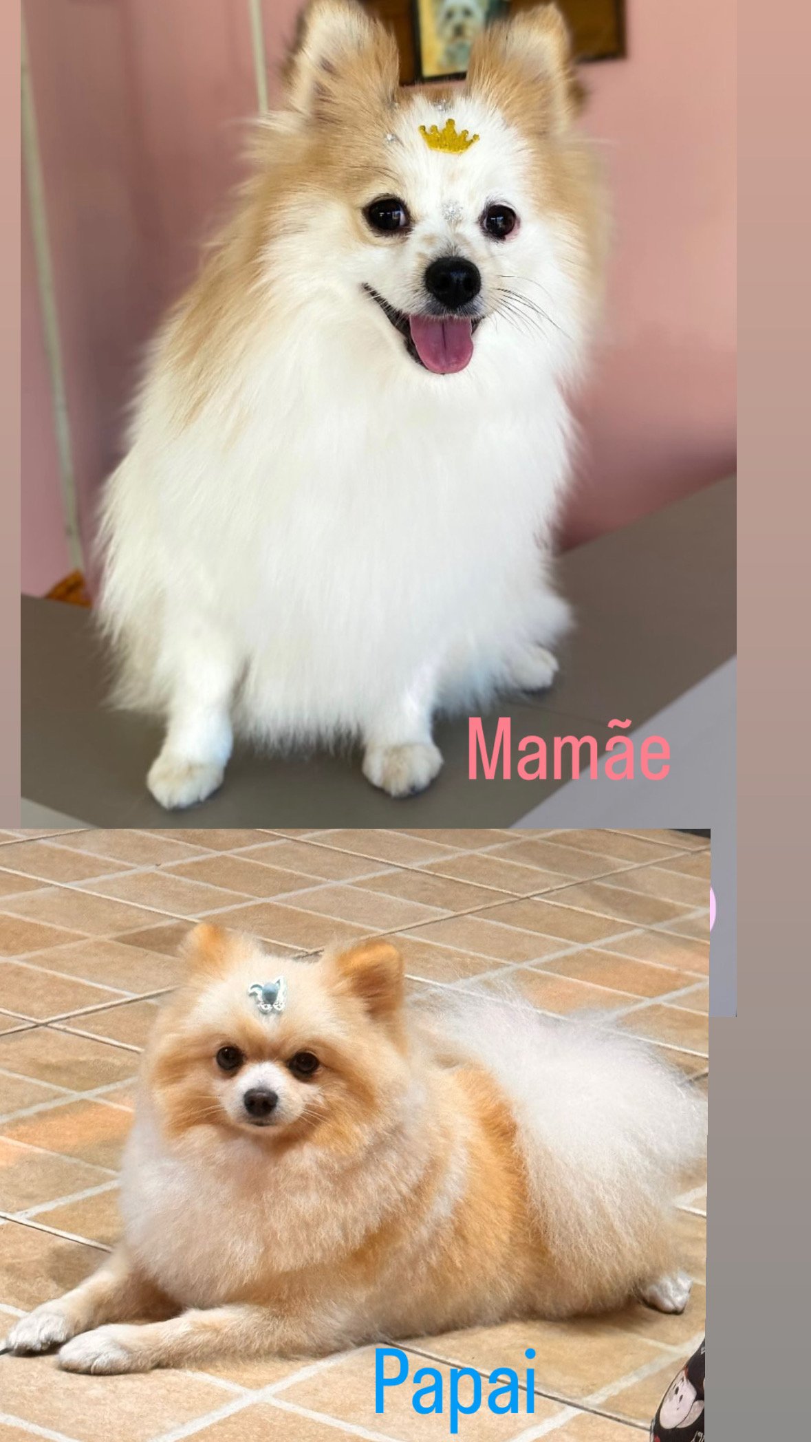 Filhotes de Spitz Alemão disponíveis  - Foto 3