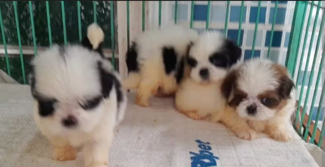 Portal Vendocão Vendo Shih tzu filhote  Maringá