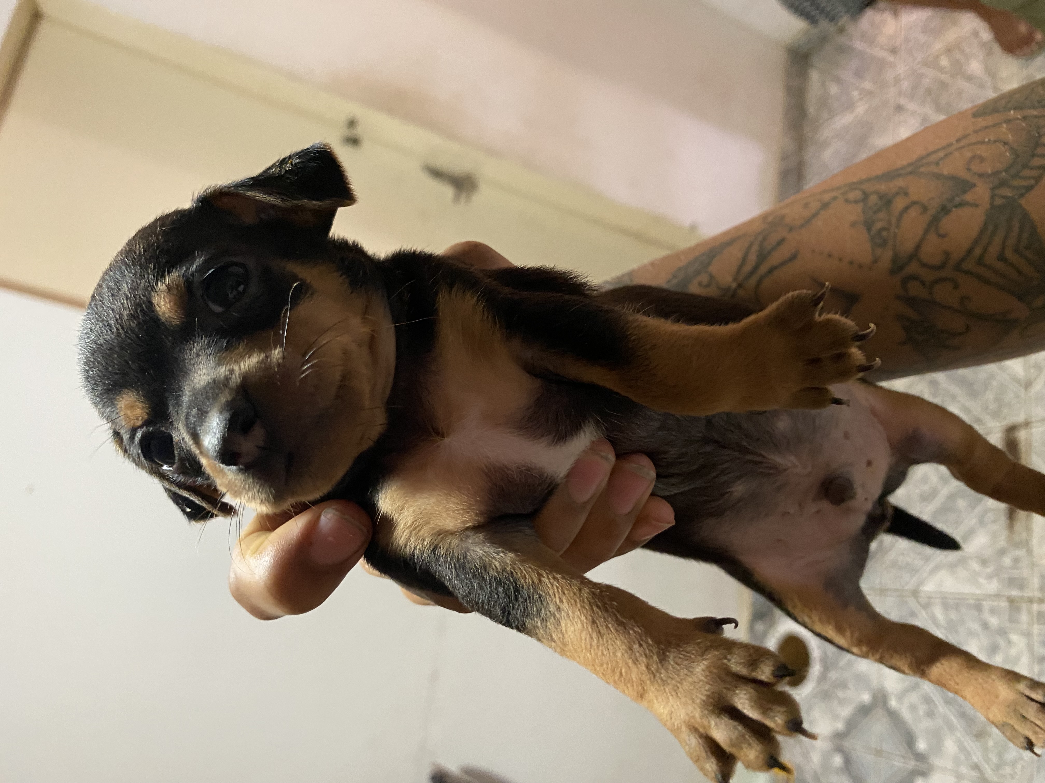 Cachorro Pischer  - Foto 2
