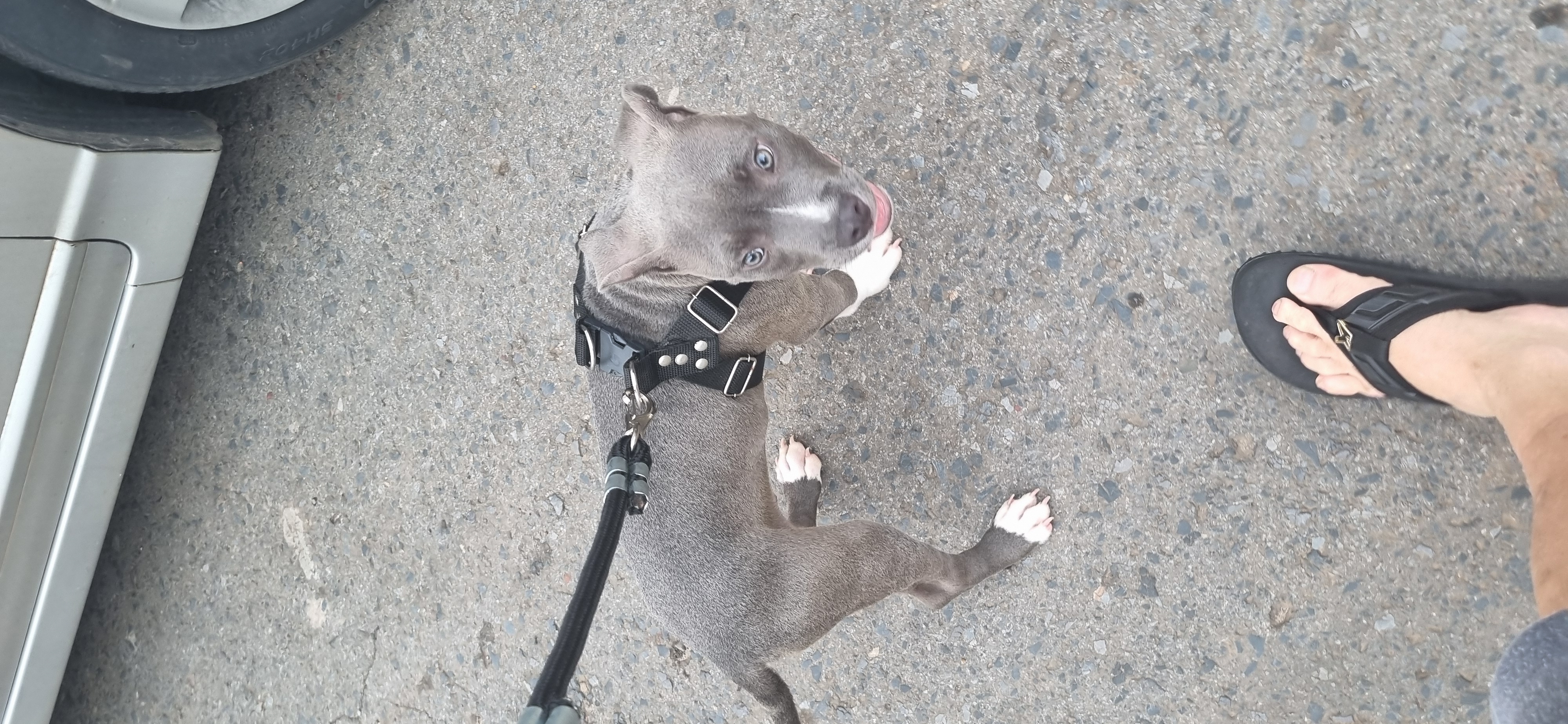 Portal Vendocão Vendo American Bully 4 mês  Planaltina 