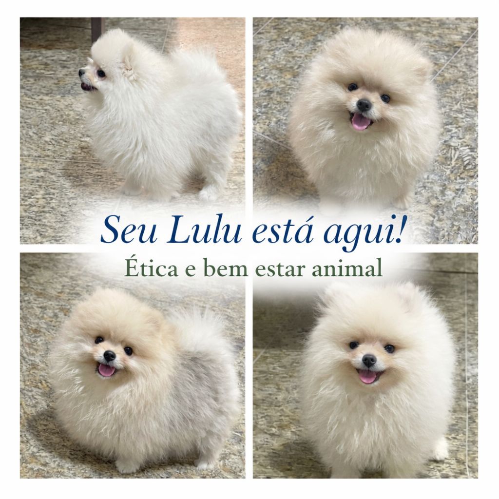 Seu Spitz Lulu esta aqui Genética Selecionada!