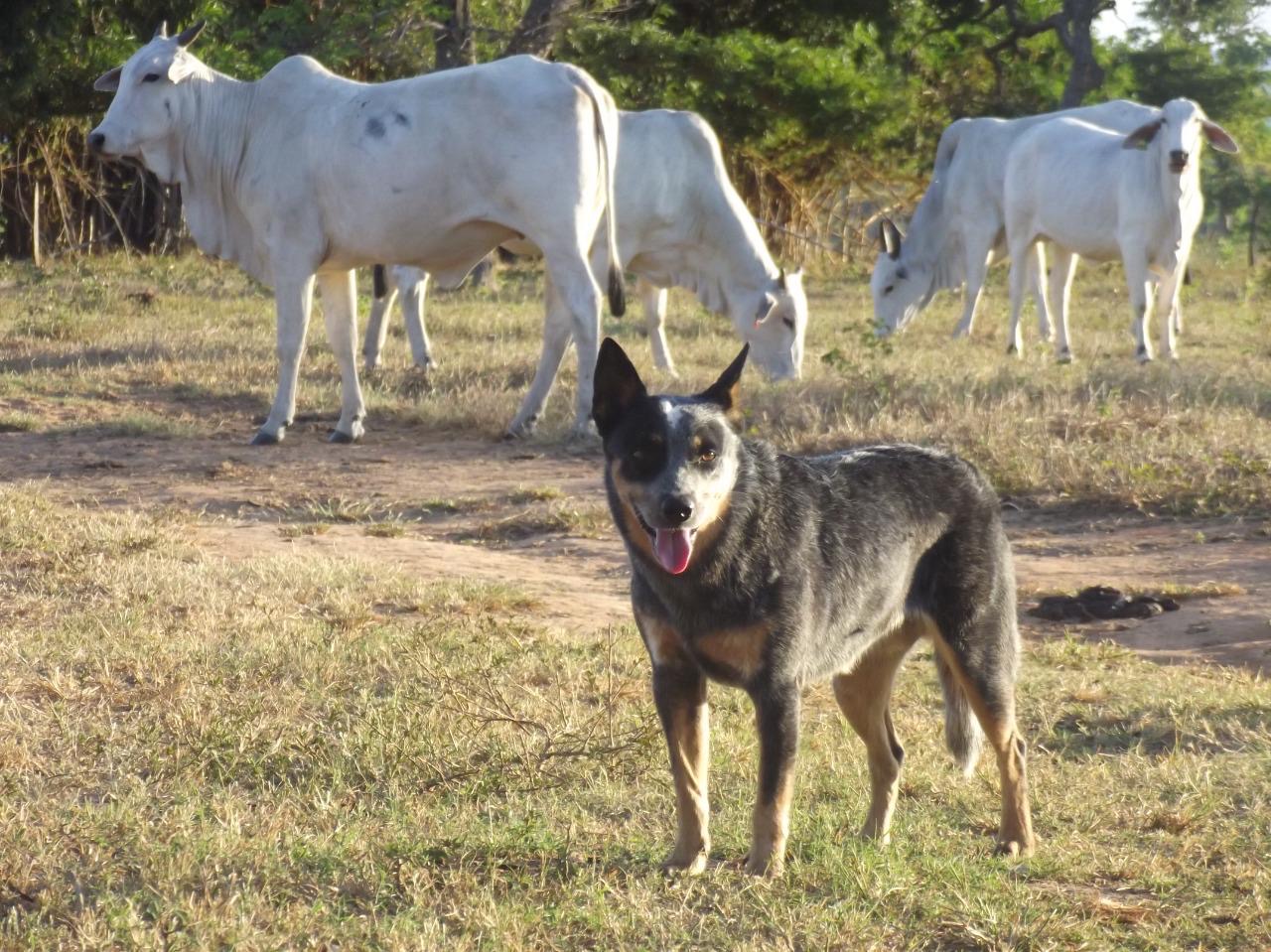 Portal Vendocão Filhotes de Blue Heeler -Qualidade e Seleção  Uruaçu 