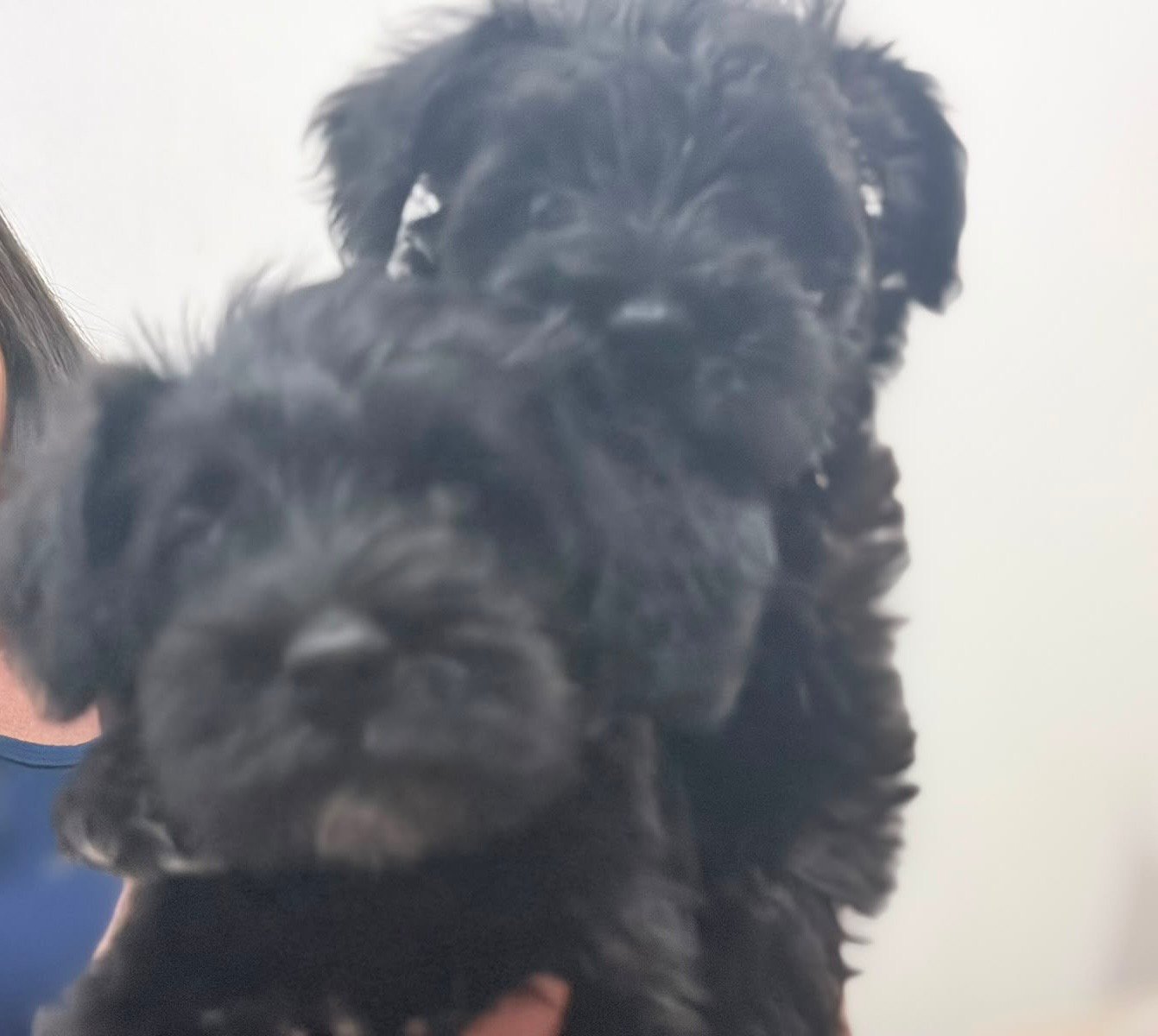 Filhotes de schnauzer miniatura  - Foto 3