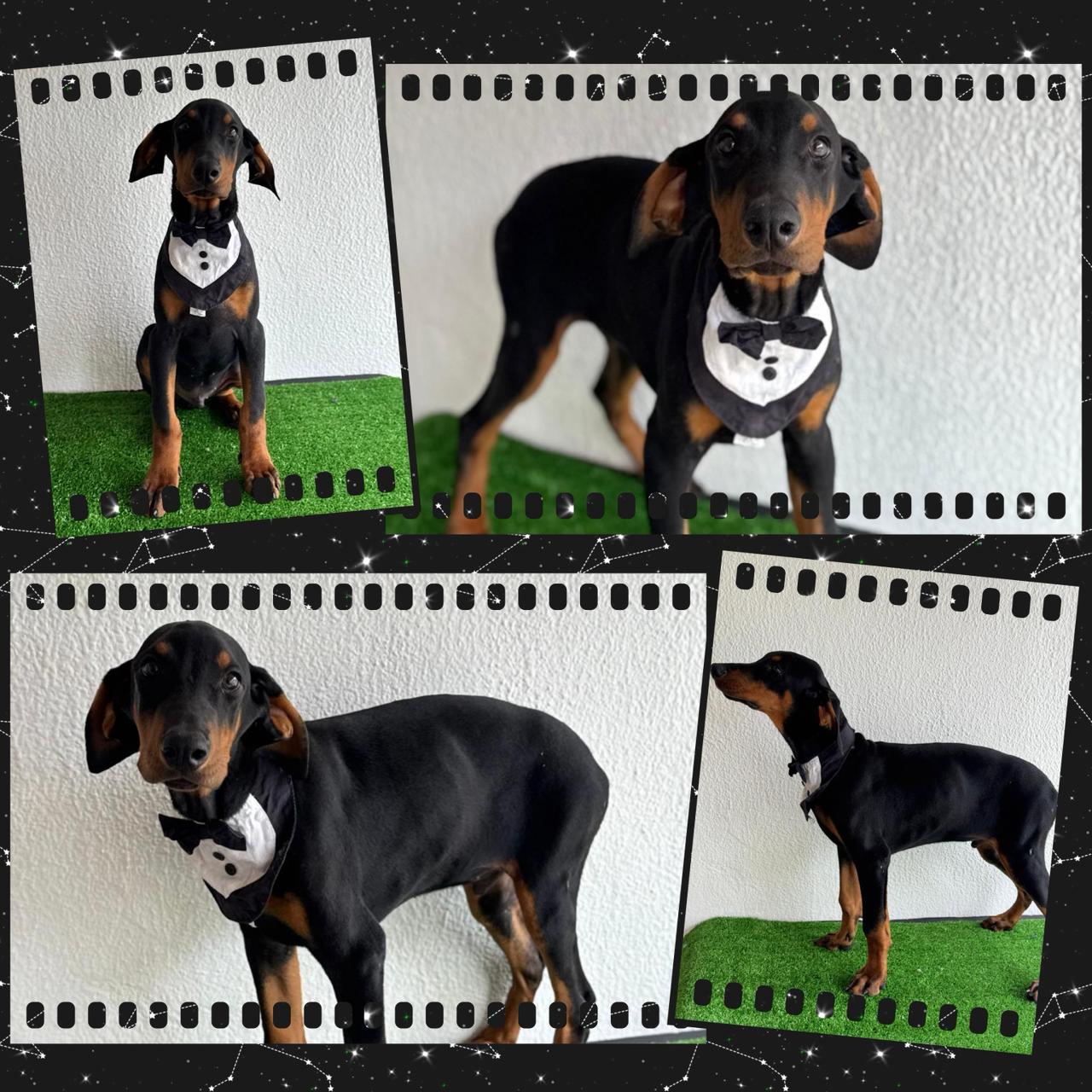 Doberman Fêmeas e Machos!