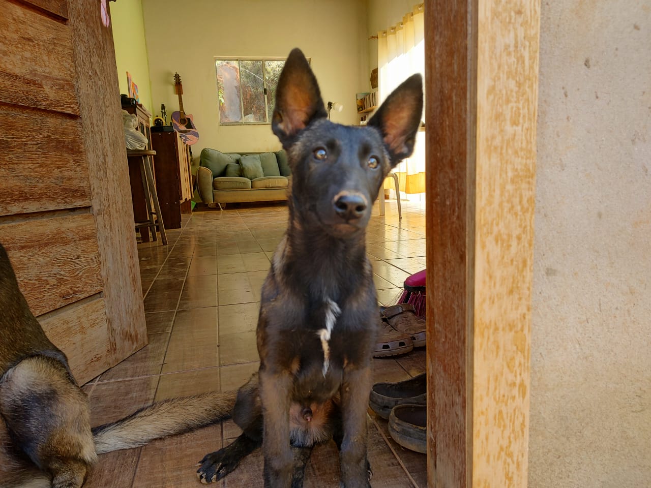 Portal Vendocão Filhote de pastor belga malinoa puro Capitólio