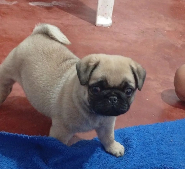 Portal Vendocão Vendo filhote.macho São José dos Campos