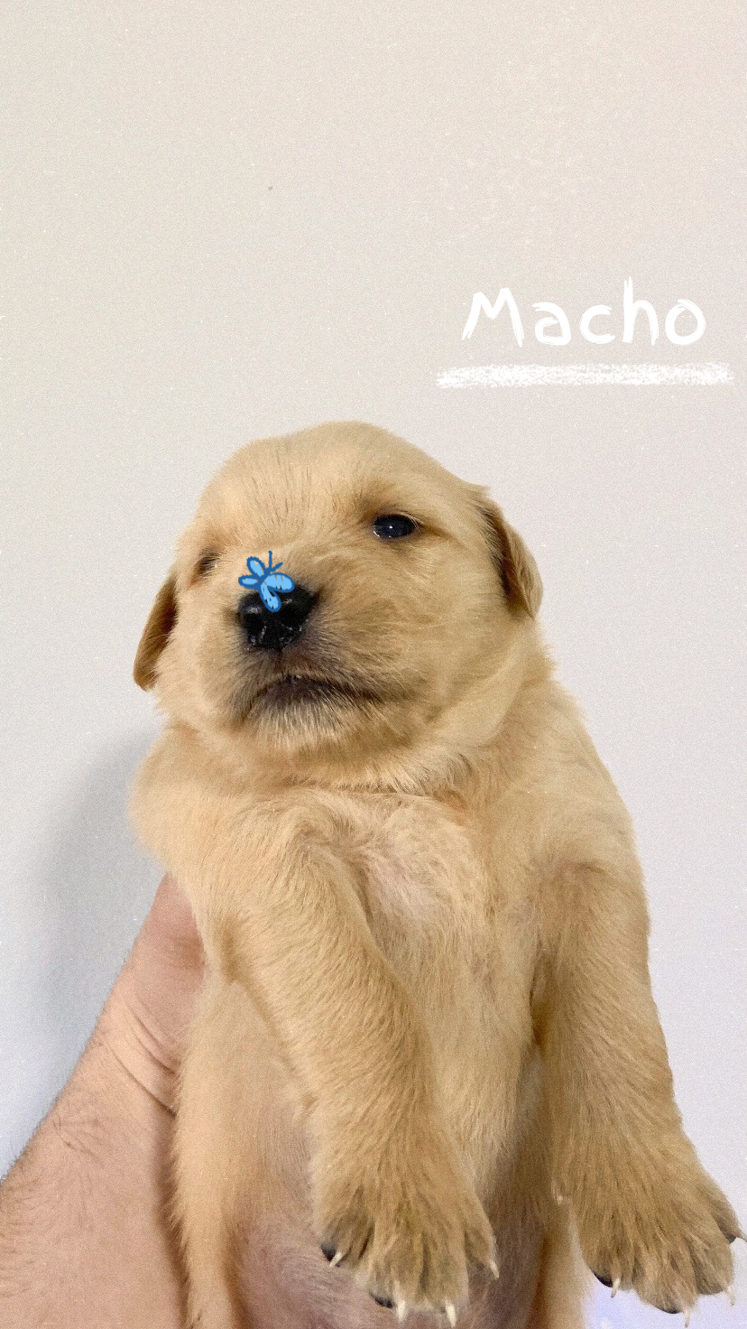 Golden Retriever  - Foto 1