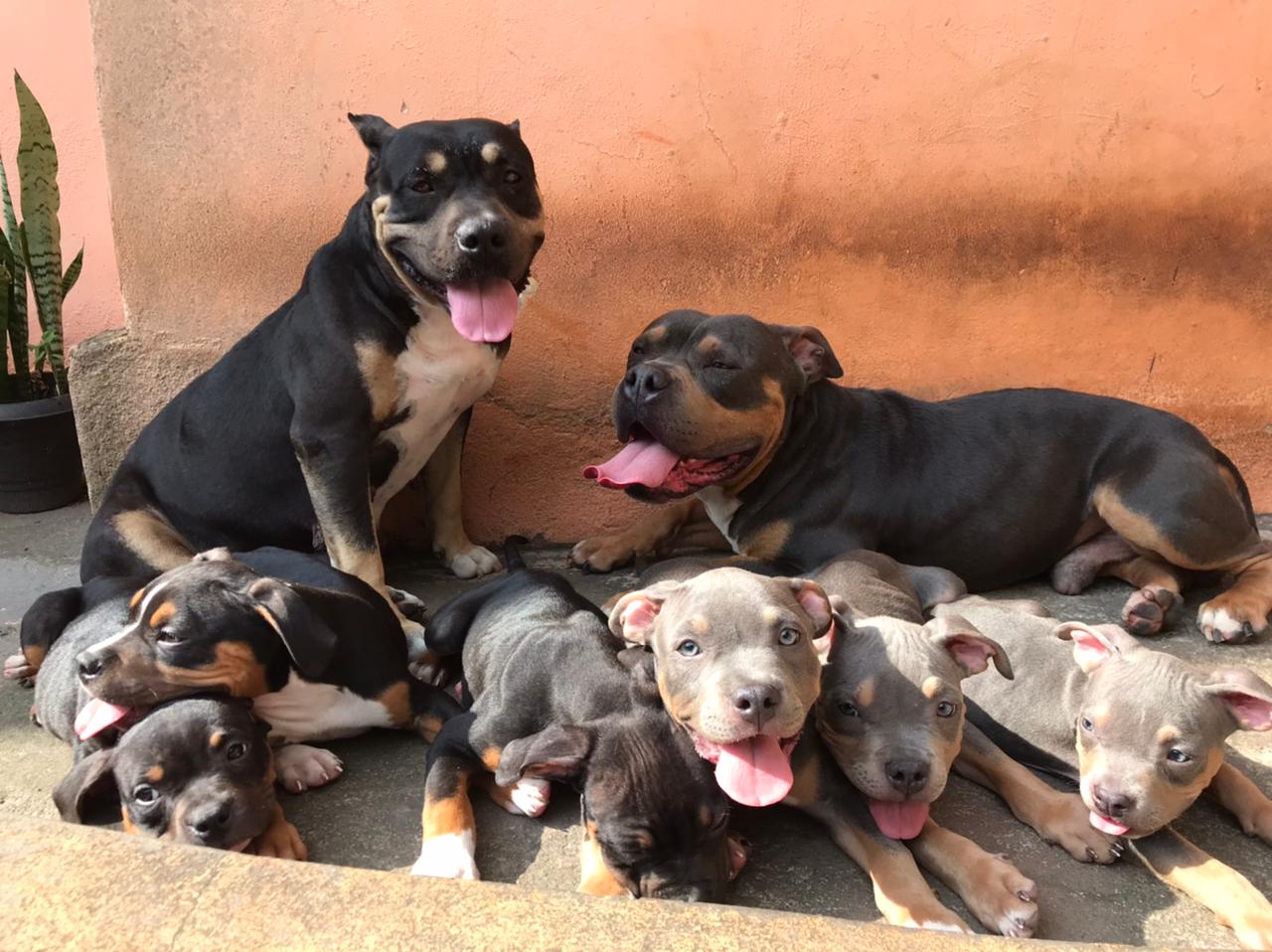 Portal Vendocão Filhotes de American Bully  Diadema