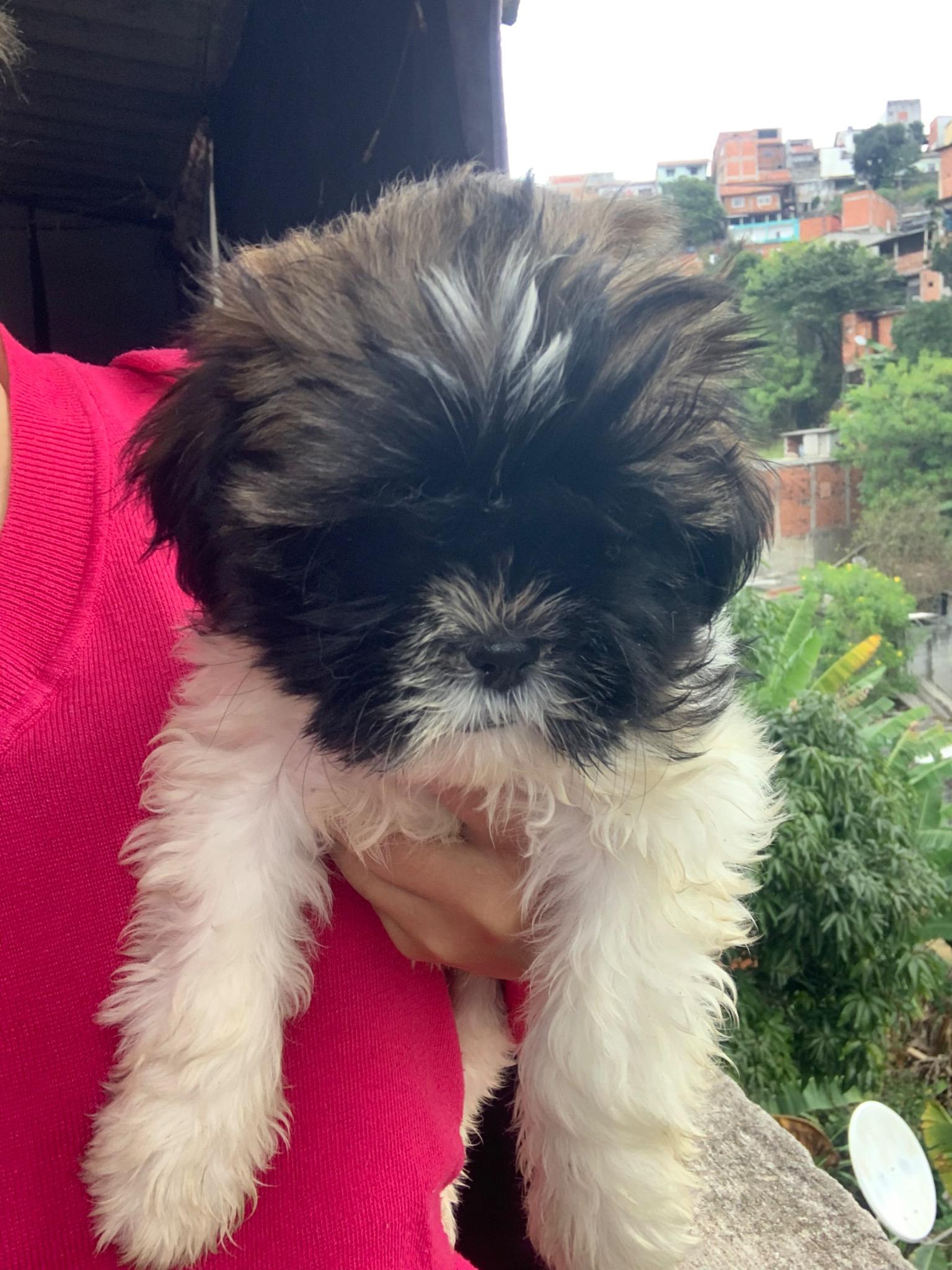 Portal Vendocão Vendo filhote de shih tzu Franco da Rocha 