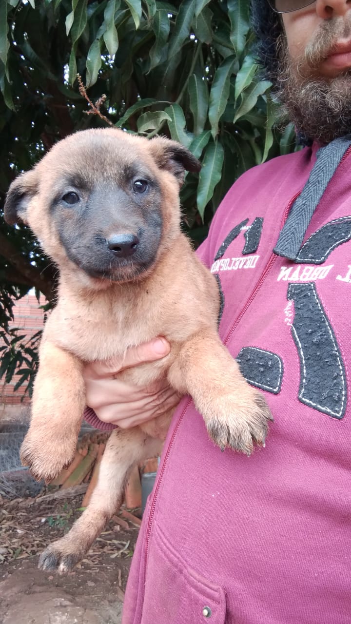 Pastor belga malinois  - Foto 2