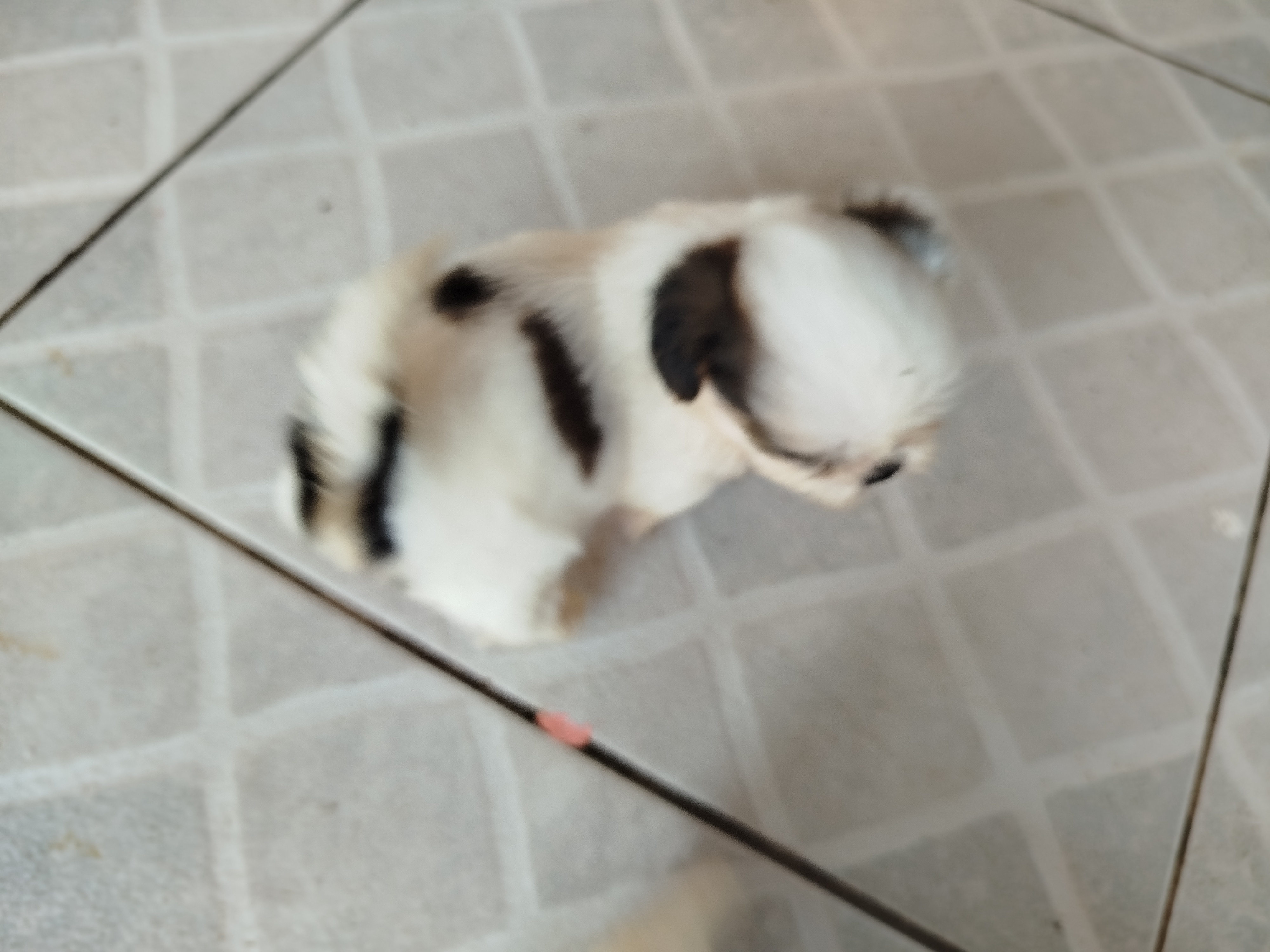 Portal Vendocão Vendo filhote de Shitzu fêmea  Parauapebas 