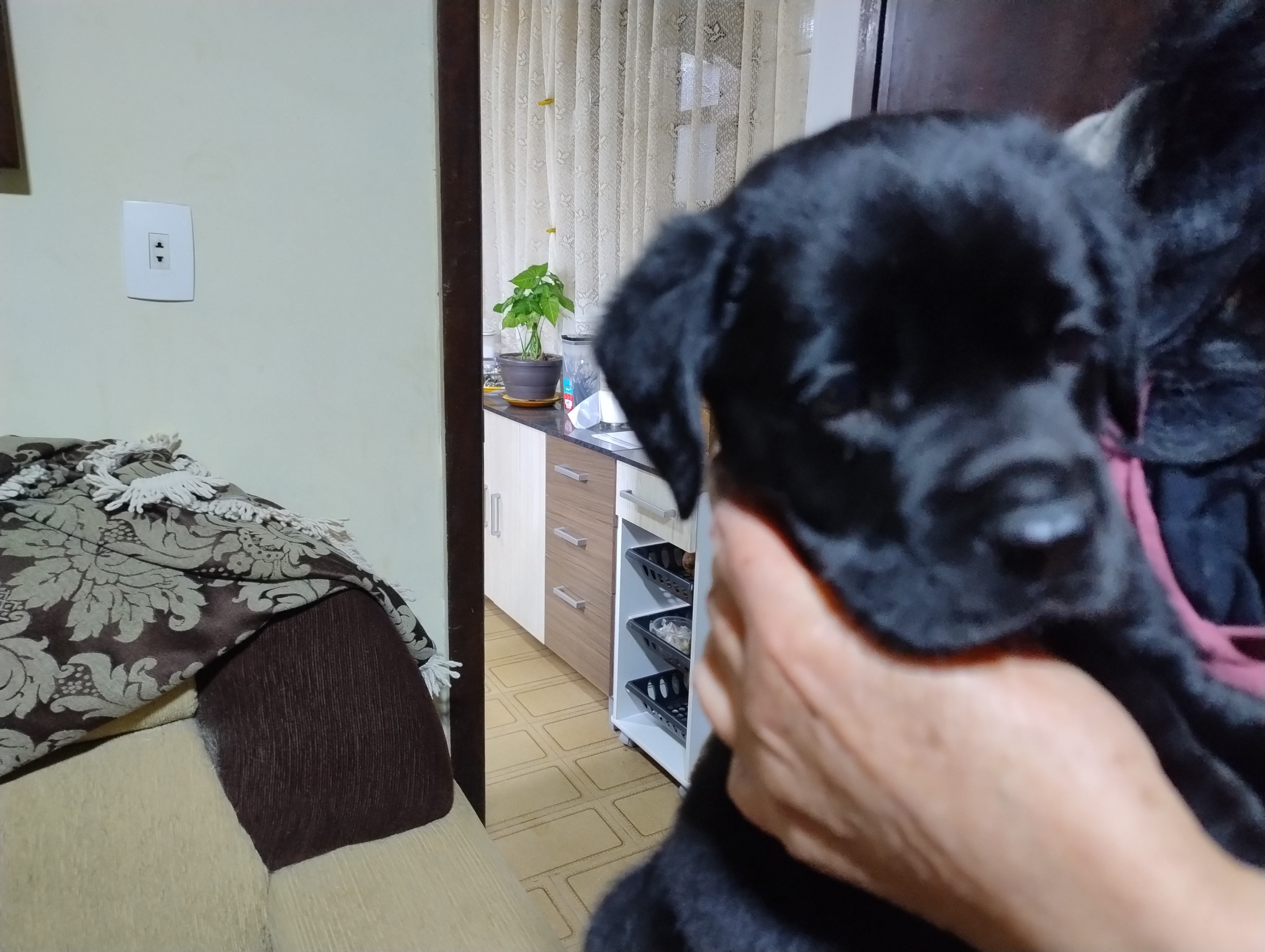 Portal Vendocão Filhotes de Labrador Preto Curitiba