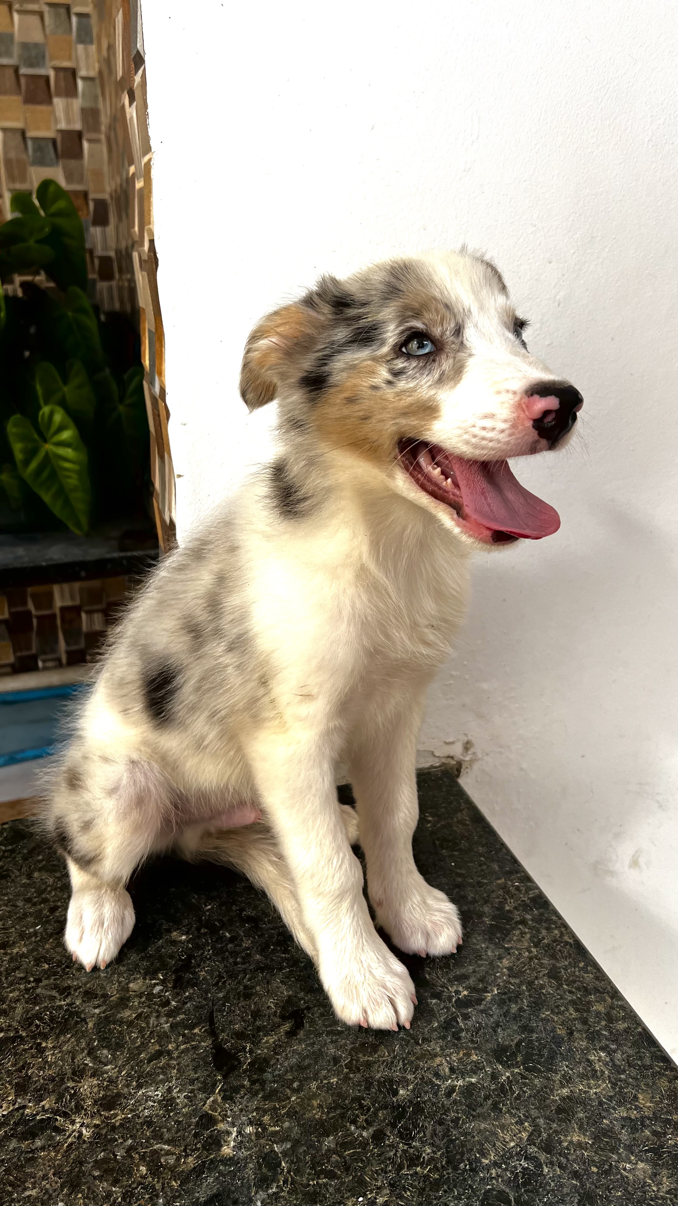 Portal Vendocão Filhotes de Border Collie Recife