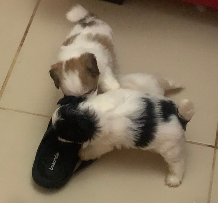 Vendo lindo e fortes filhotes shitszu  - Foto 1