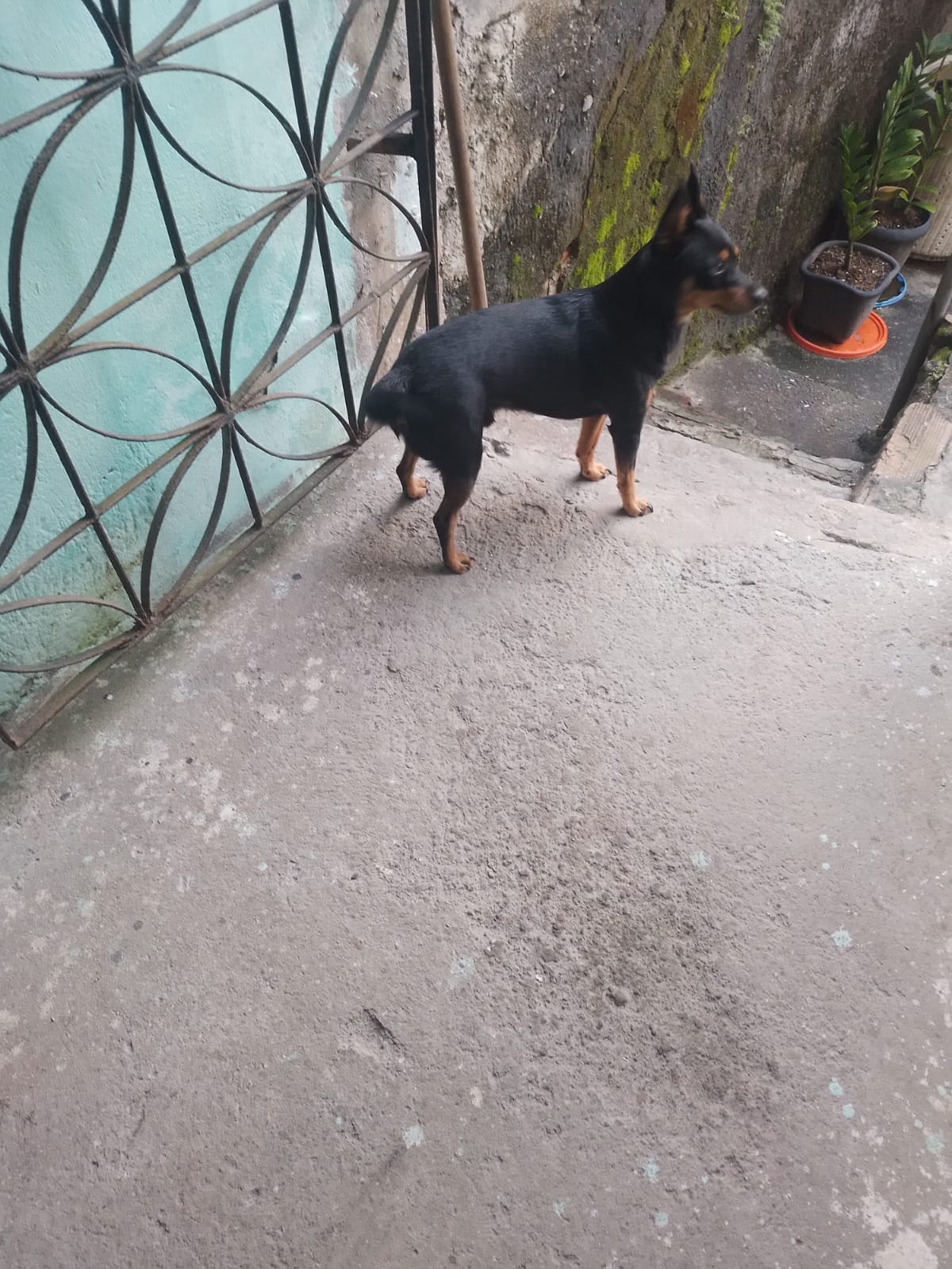 Portal Vendocão Vendo pinscher  SALVADOR