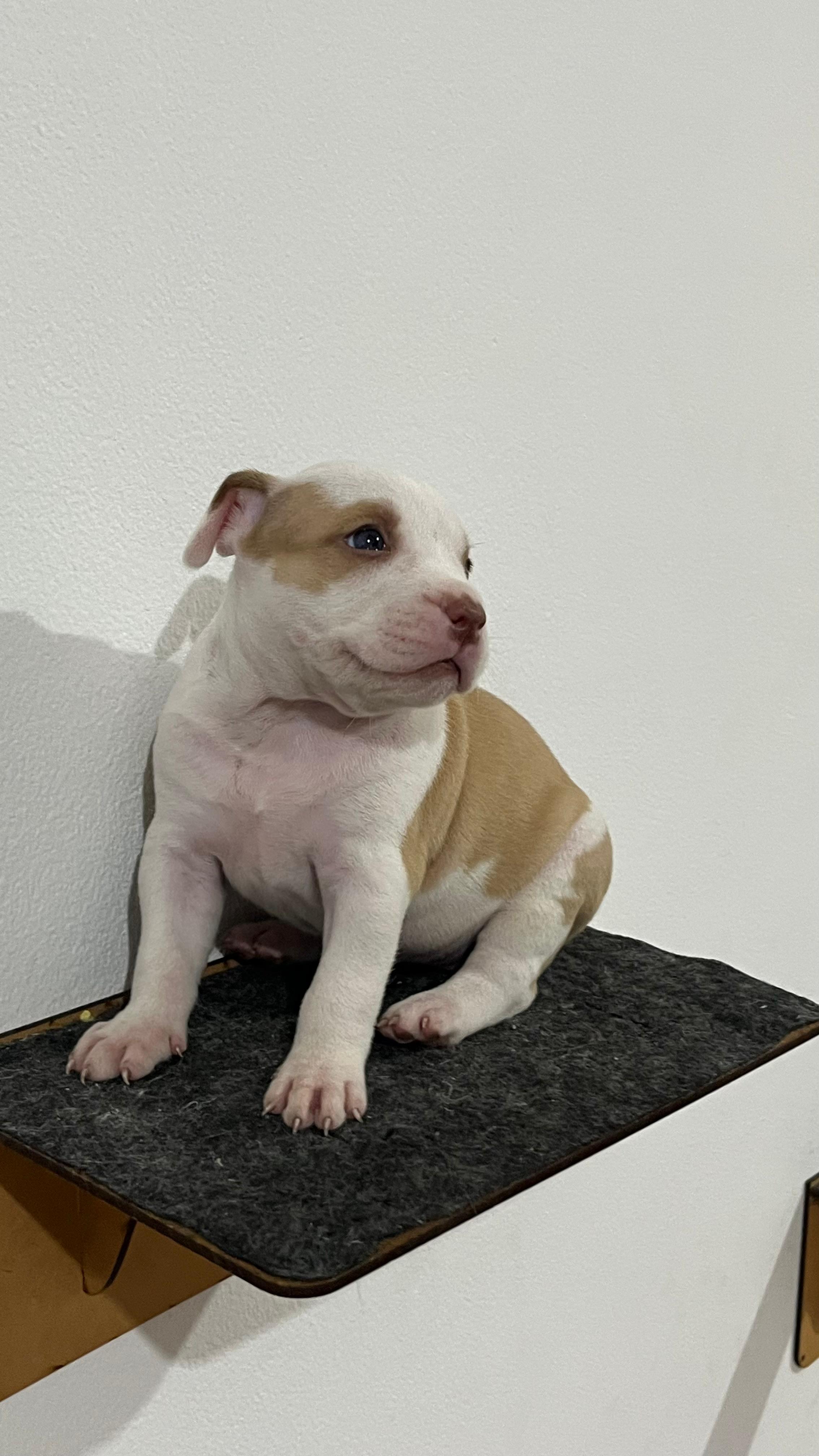 Portal Vendocão American bully  Rio de janeiro 