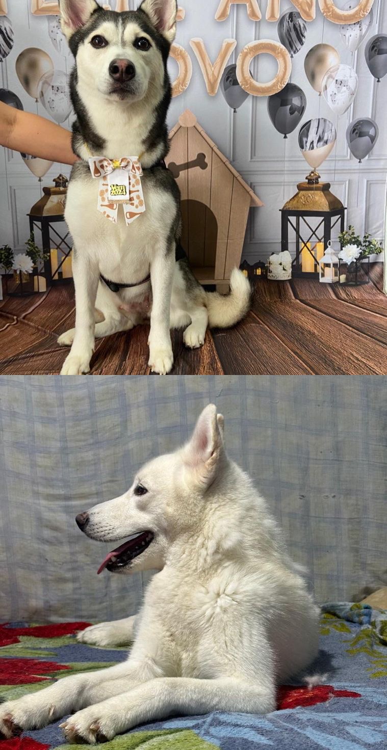 Portal Vendocão Filhotes de Husky Siberiano  Manaus 