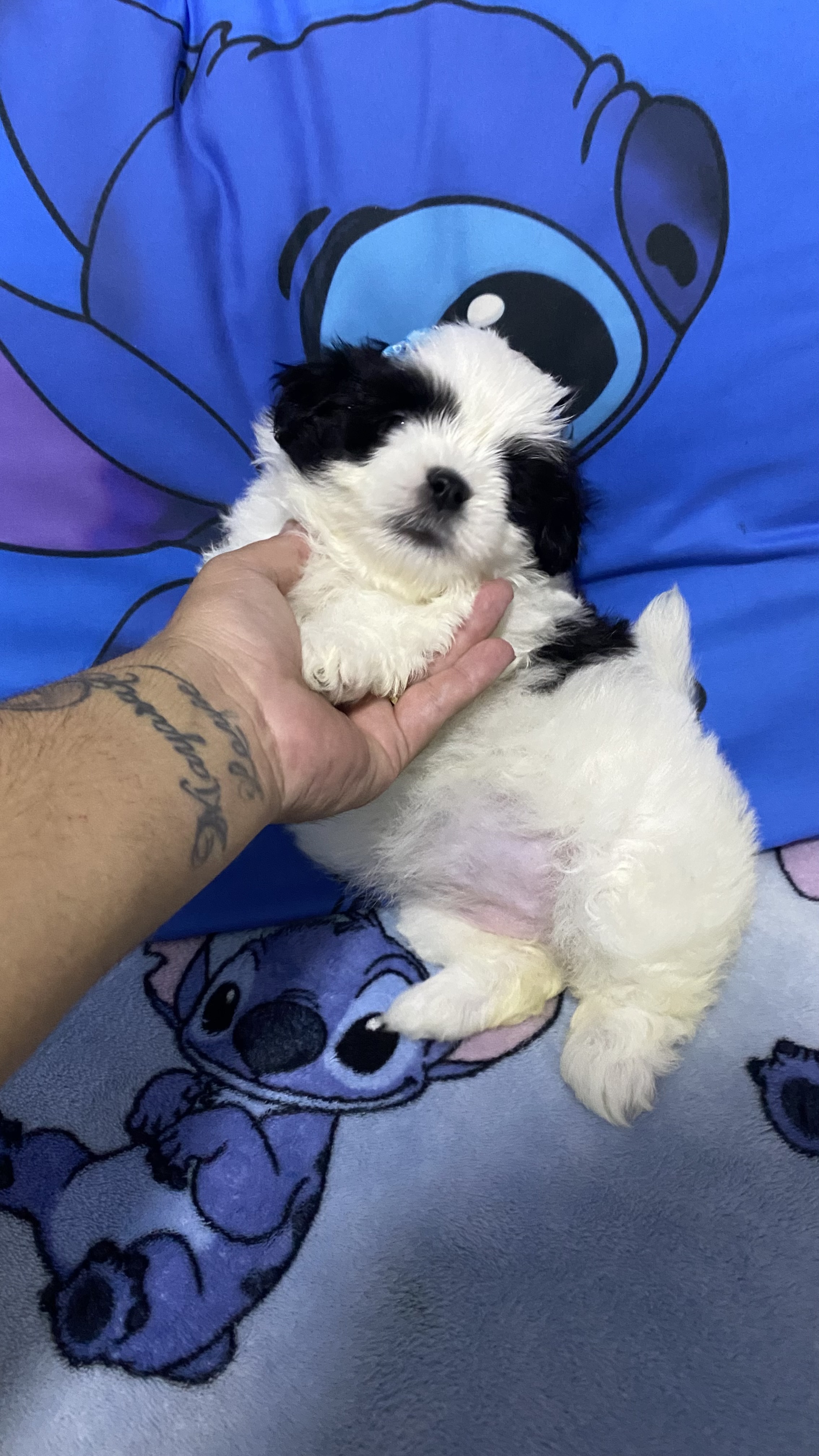 Portal Vendocão Lhasa apso fêmea filhote  Campo magro 