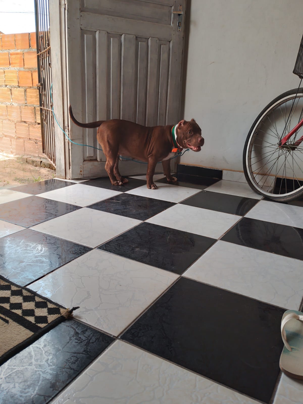 Portal Vendocão Vendo Filhote de PitBull Belém