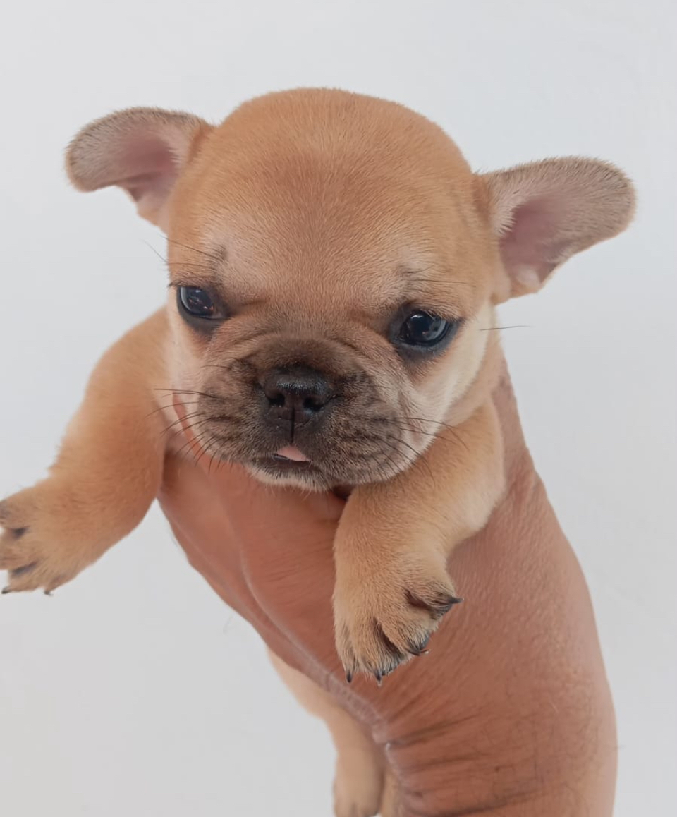 Buldogue francês femea - Foto 1