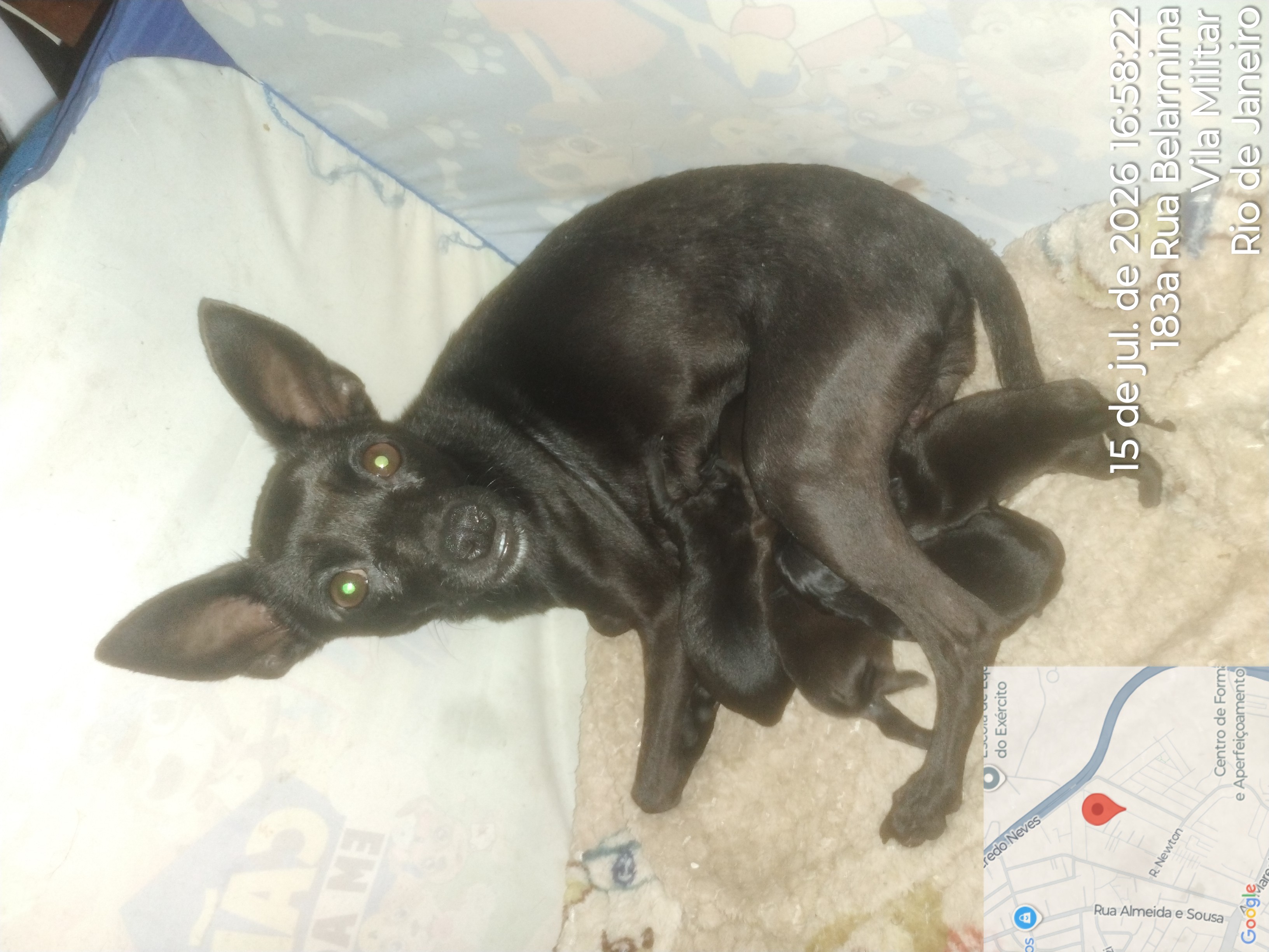 Filhote de pinscher nascido em 14/07 - Foto 1