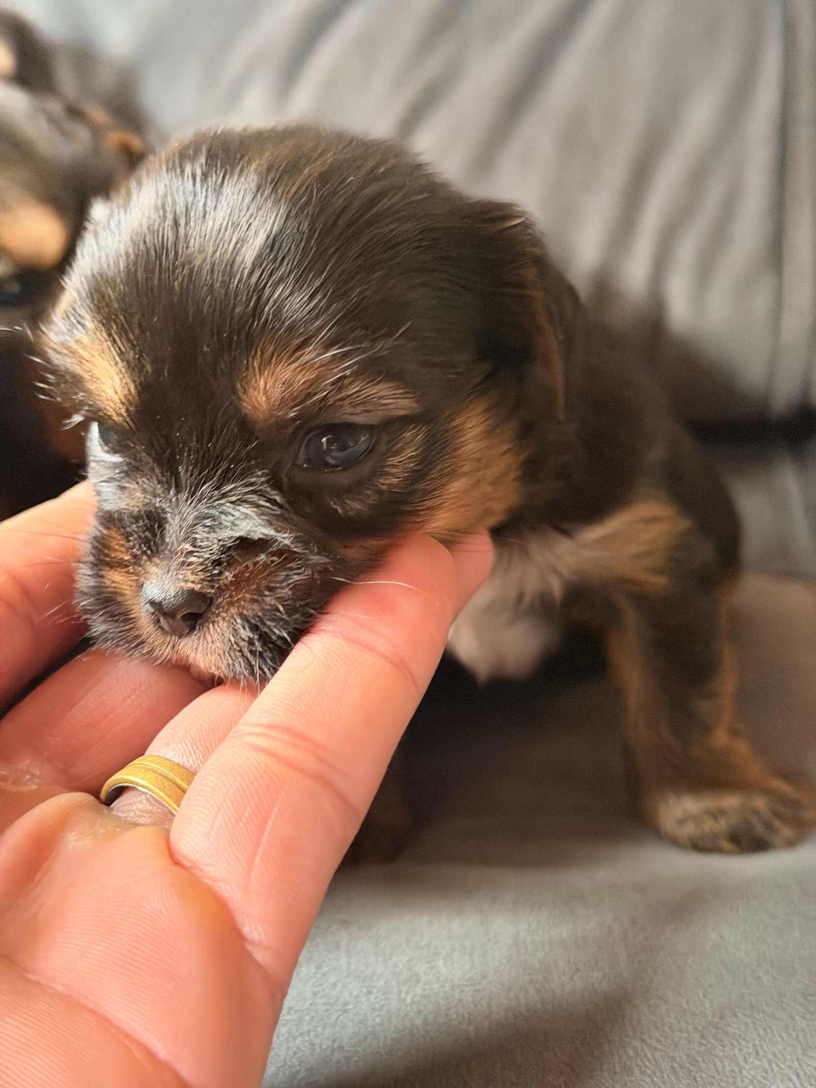  Filhotes de Yorkshire Terrier  - Foto 5