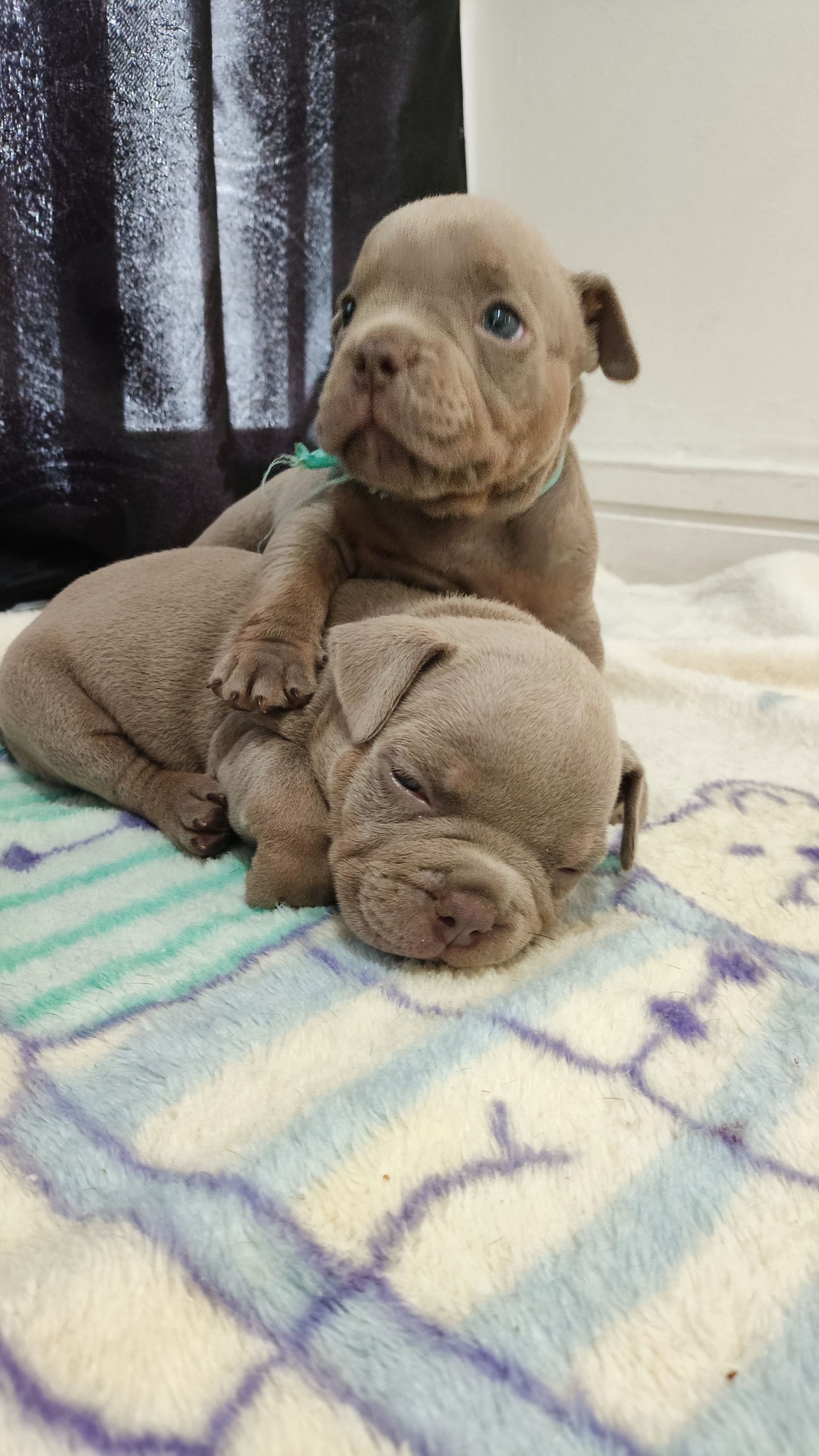Portal Vendocão Filhotes de American Bully Tri Lilac e Tri Chocolate  Rio de janeiro 