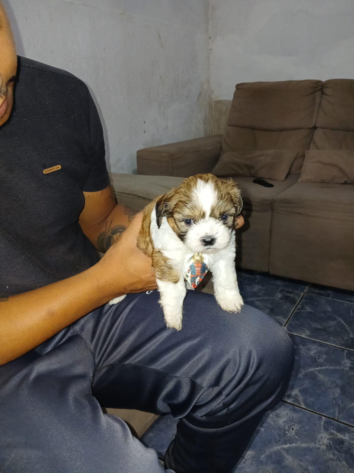 Portal Vendocão Filhotes de Lhasa apso  Recanto das Emas 