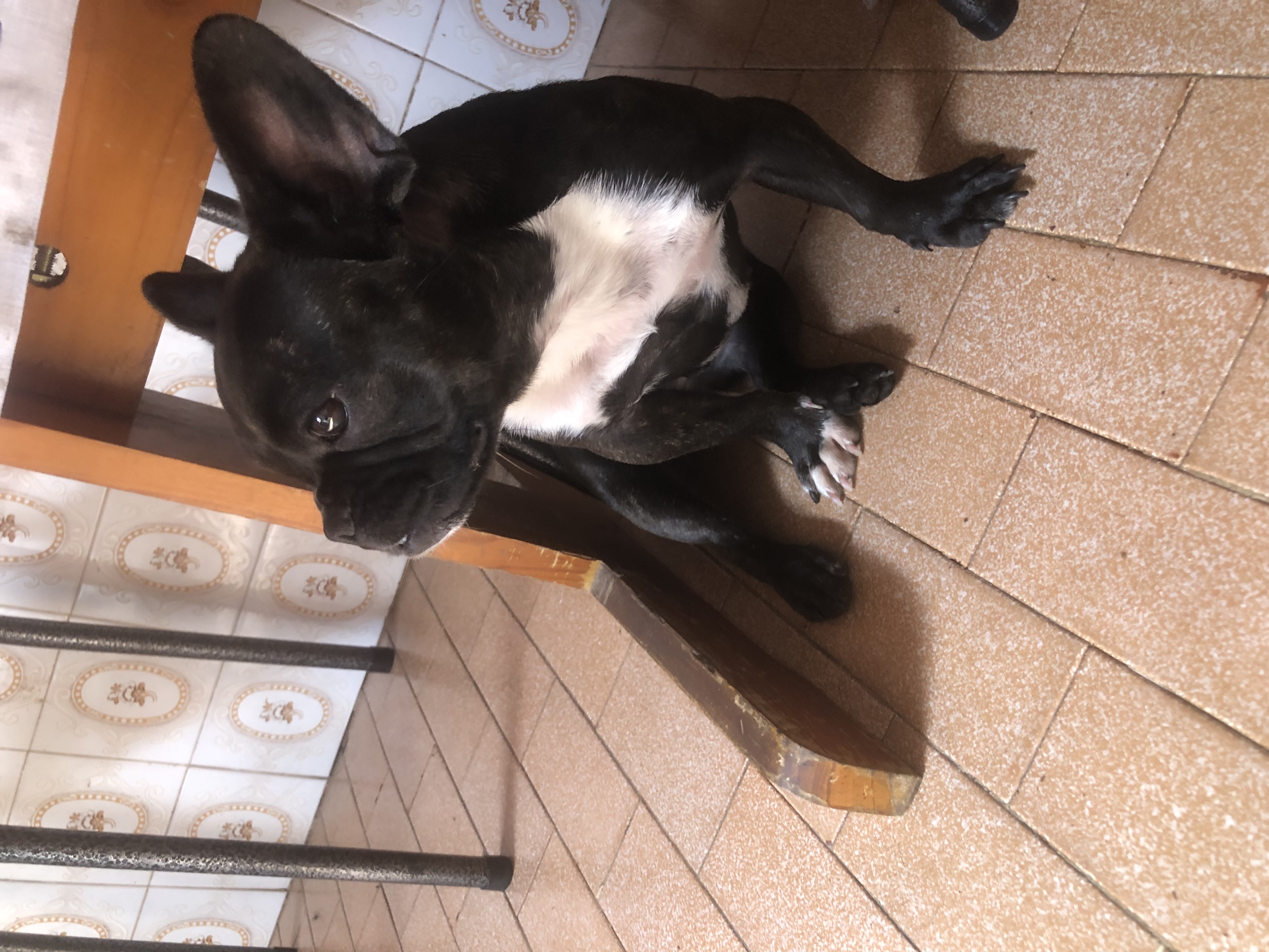 Buldogue francês fêmea 