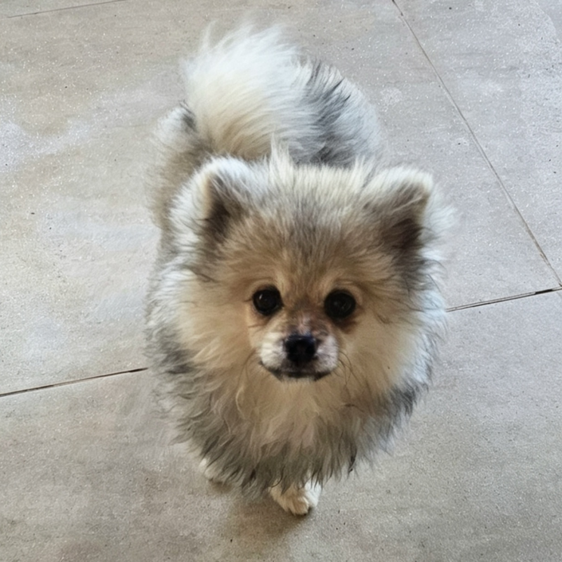 Vendo Lulu da pomerania - Foto 3