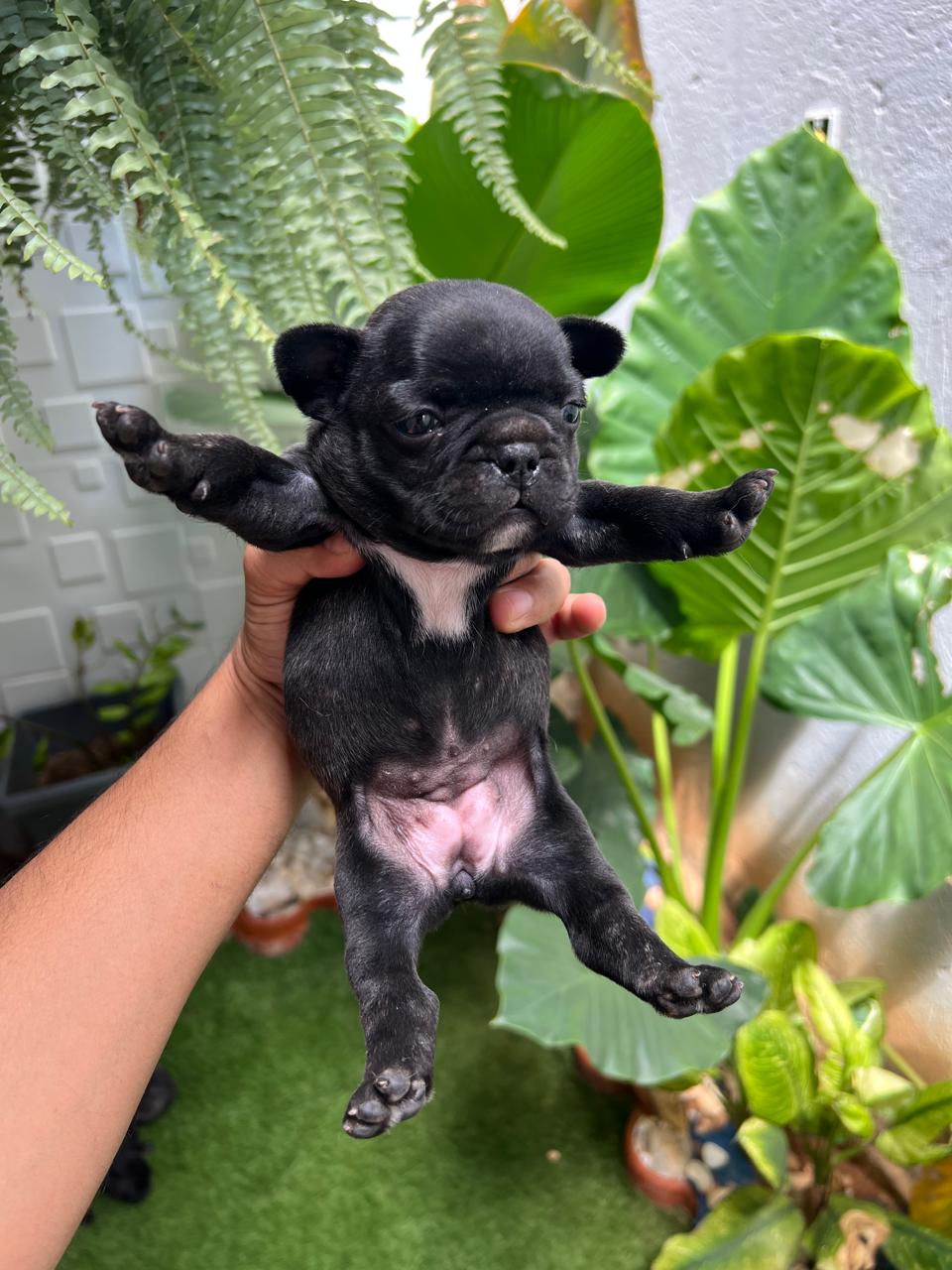 Portal Vendocão Lindos filhotinhos de Bulldog Francês Montes Claros