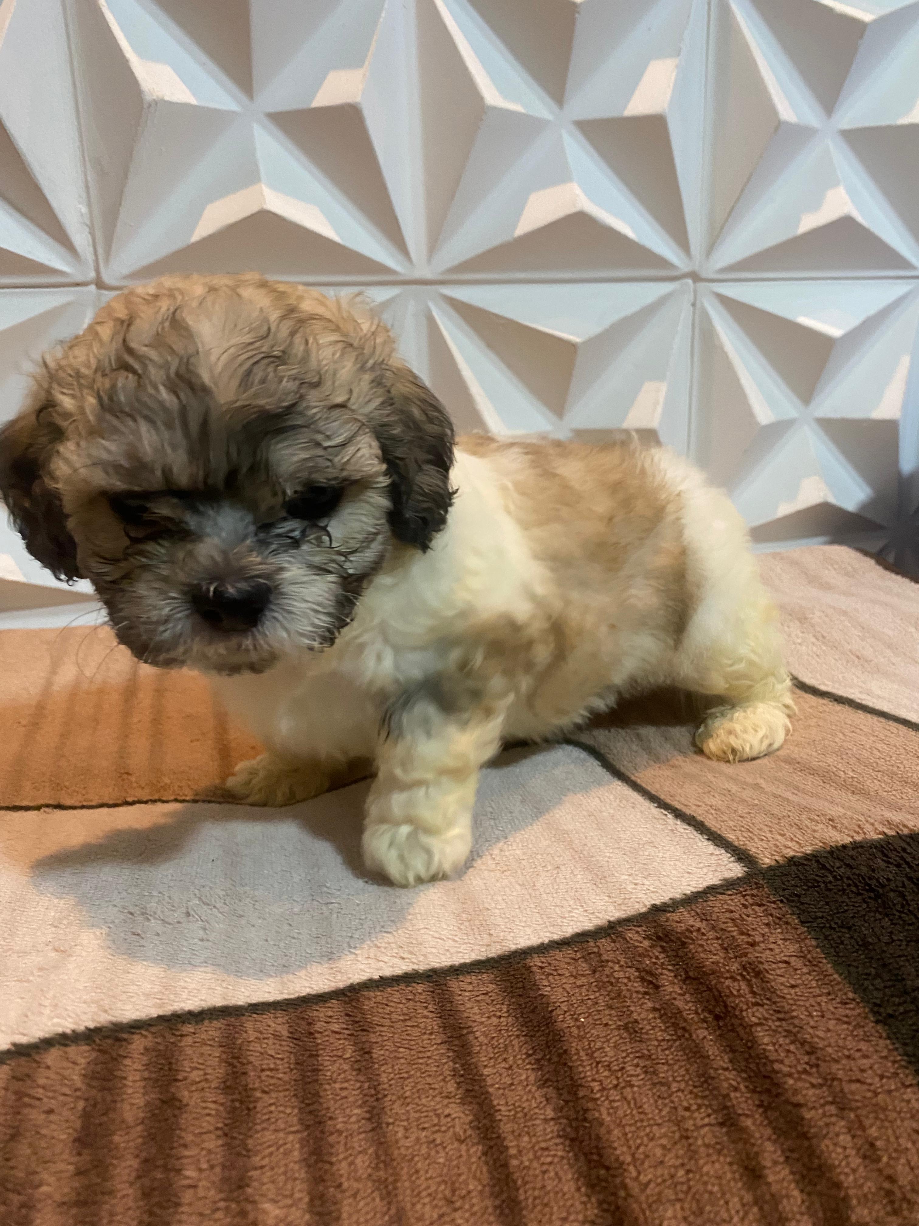 Portal Vendocão Cachorro Shih - tzu 45 dias