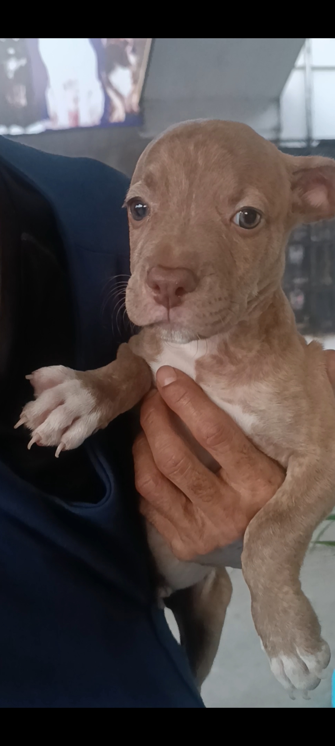 Portal Vendocão Vendo filhote de Pitbull  São José de Ribamar 
