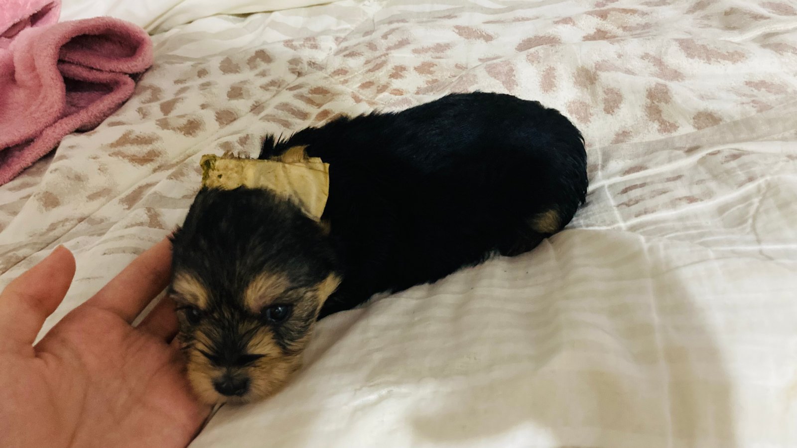 Yorkshire terrier mini 
