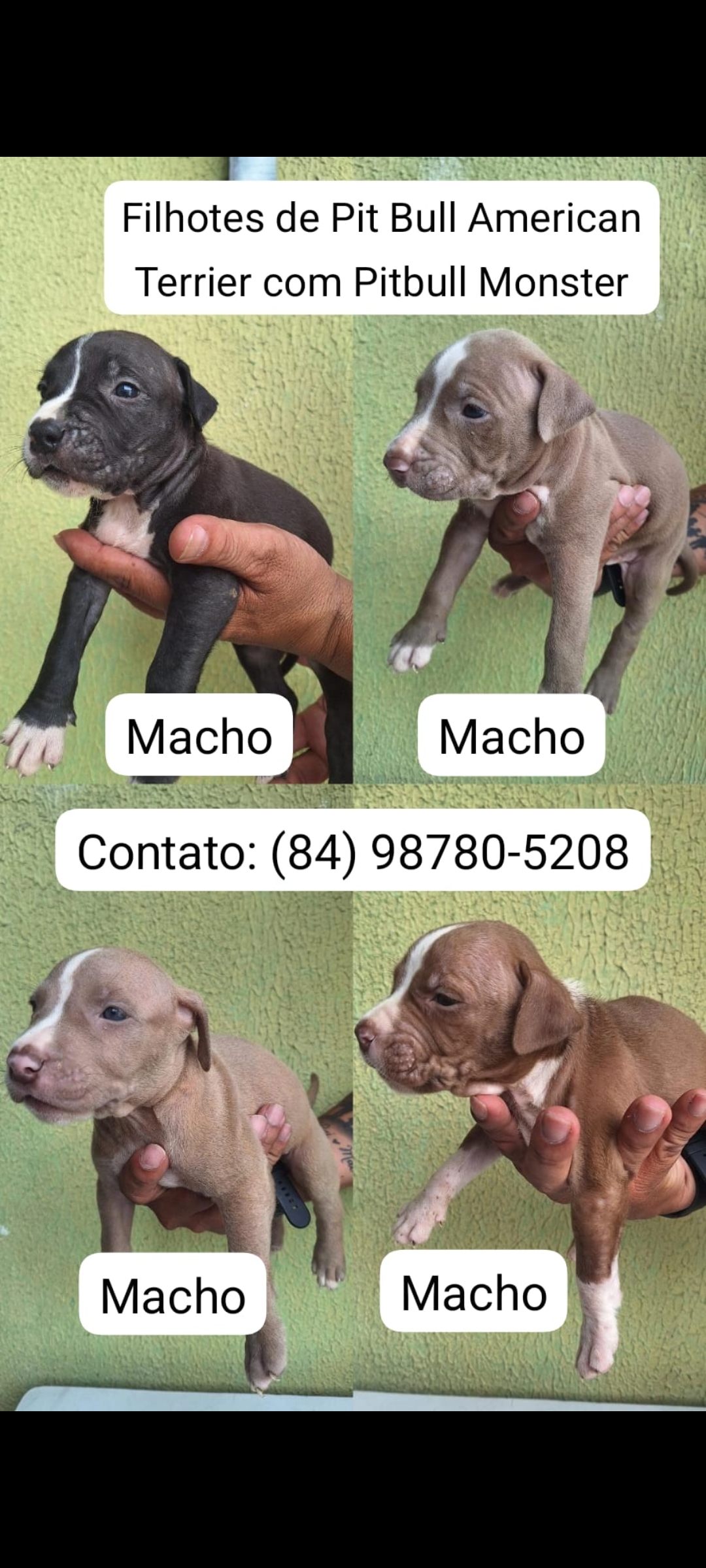 Filhotes de pitbull  - Foto 2