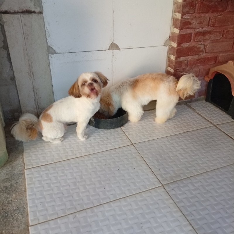 Vendo